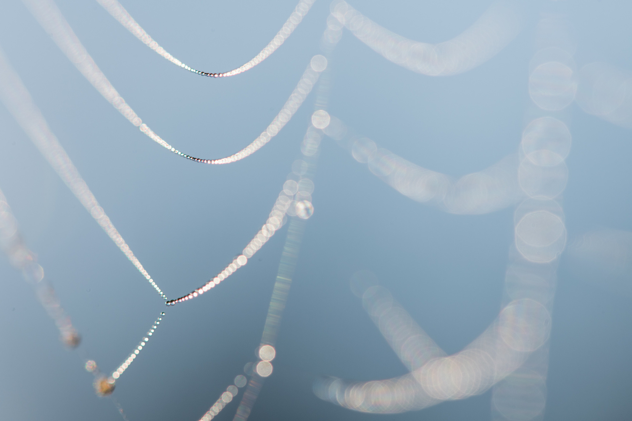 Макрофотосъёмка. Foto-Zuev фотография как искусство