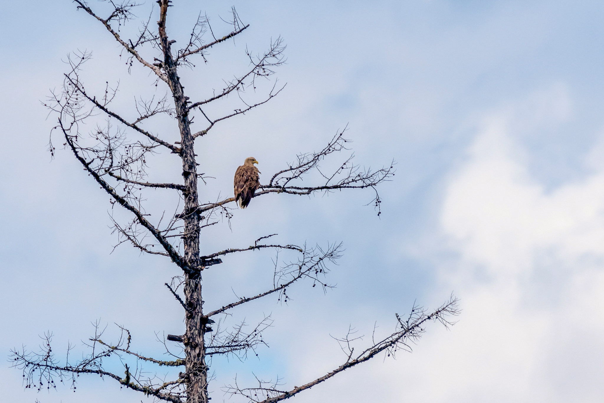 Пейзажный фотограф, Фотографии дикой природы. Foto-Zuev фотография как искусство