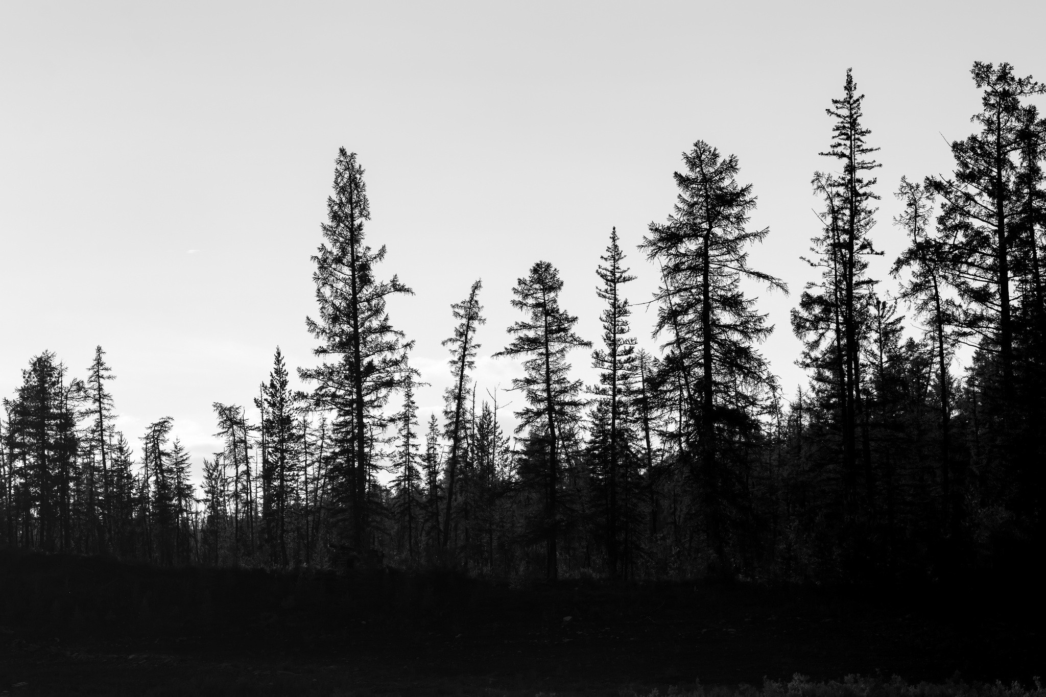 Силуэты тайги. Foto-Zuev фотография как искусство