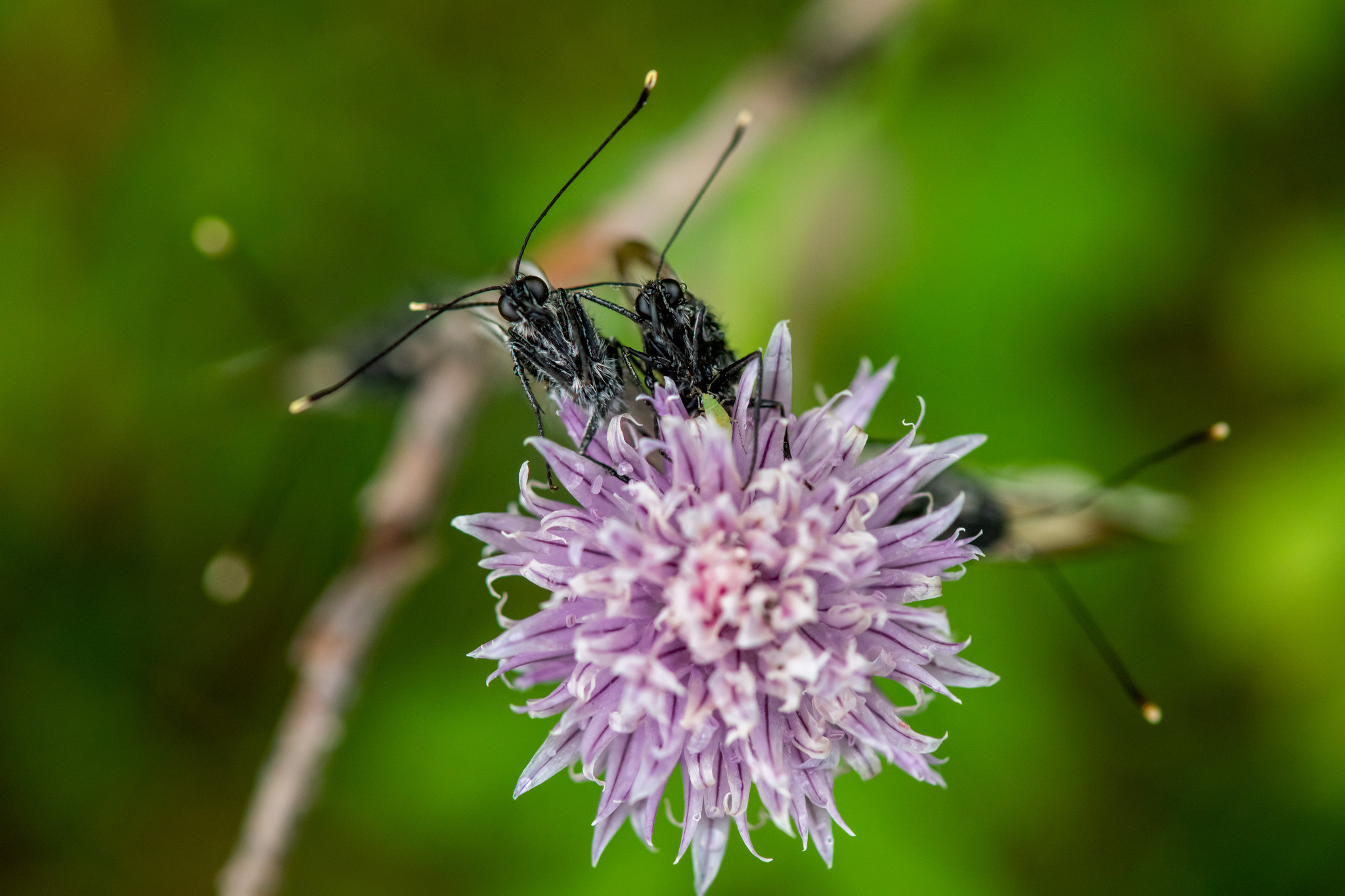 Макрофотосъёмка. Foto-Zuev фотография как искусство