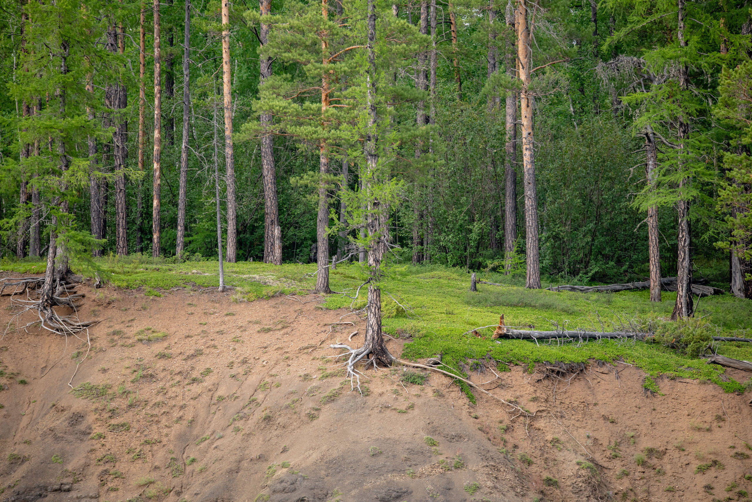 Тайга, Россия, Природа, Пейзаж, Foto-zuev, Fotozuev, фотограф Зуев Андрей