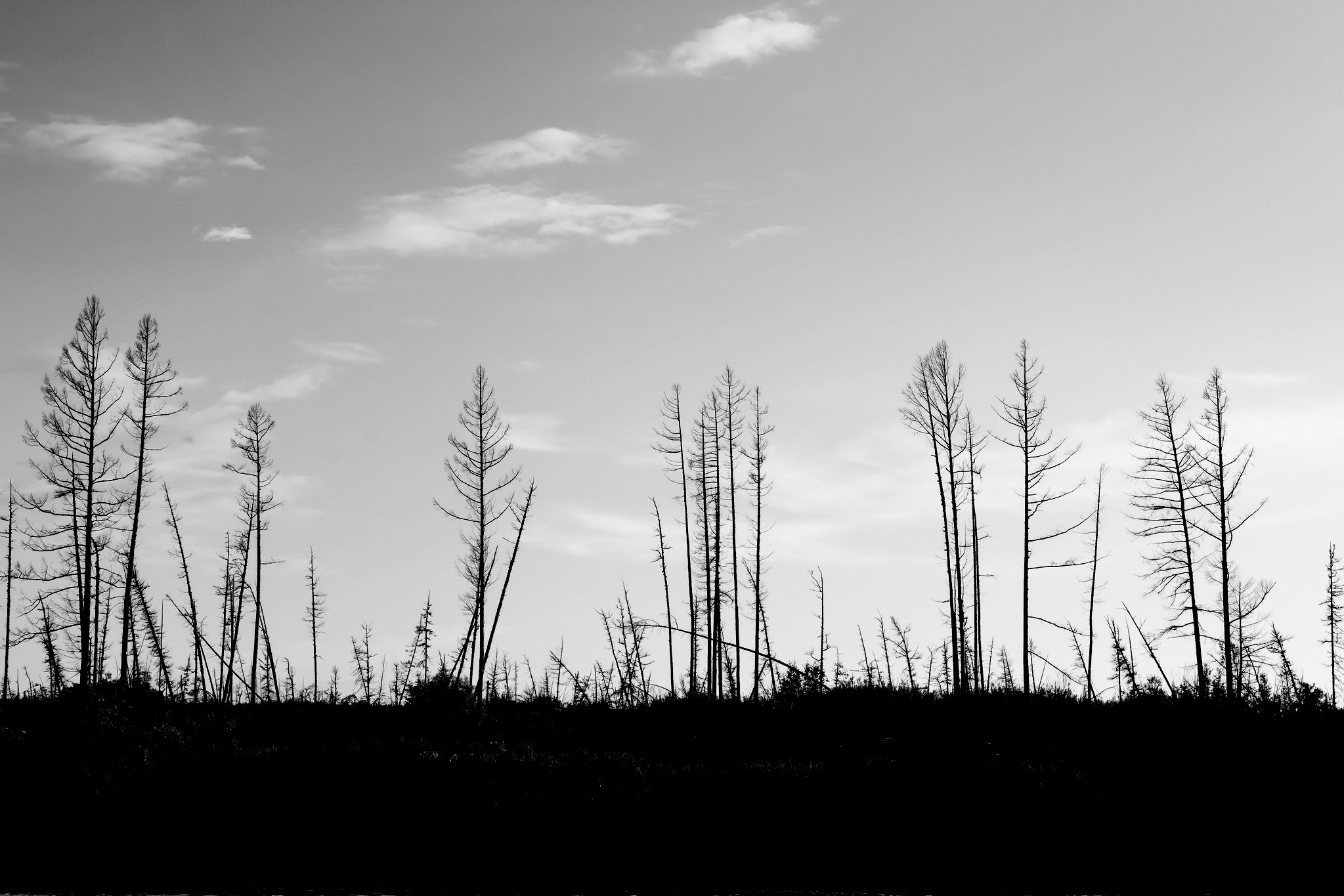 Силуэты тайги. Foto-Zuev фотография как искусство