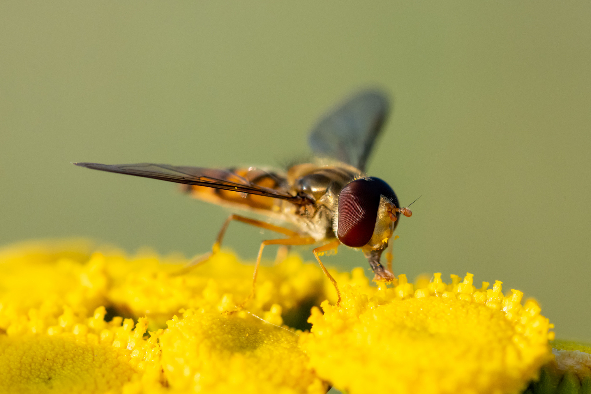 Макрофотосъёмка. Foto-Zuev фотография как искусство