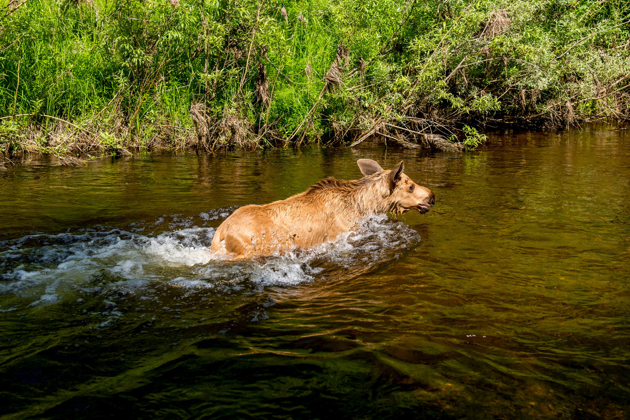 Пейзажный фотограф, Фотографии дикой природы. Foto-Zuev фотография как искусство