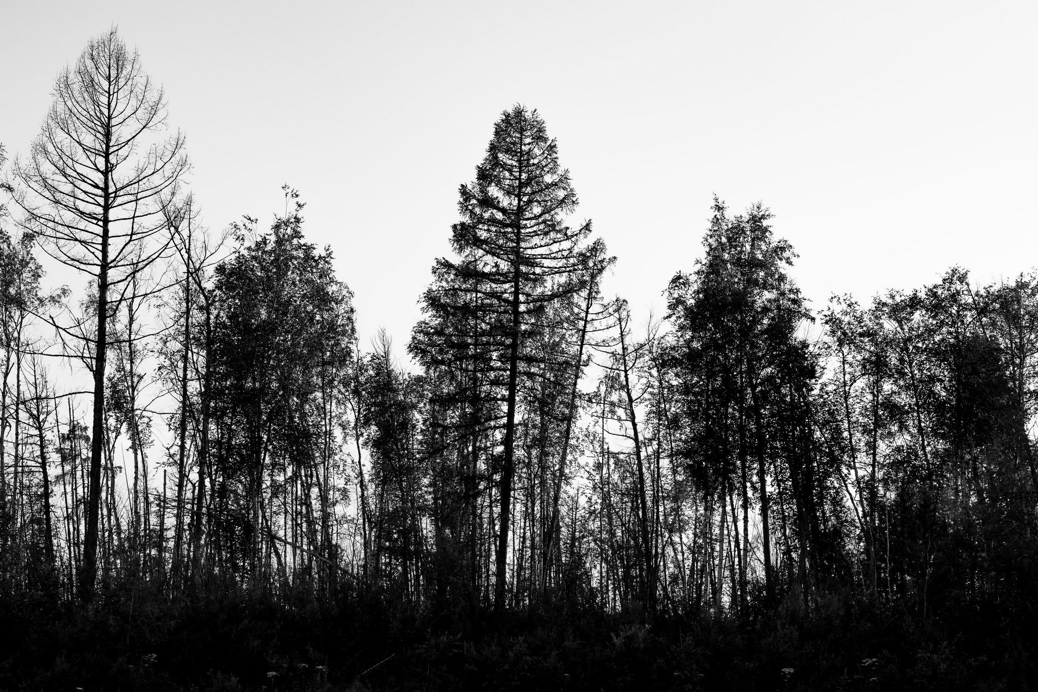 Пейзажный фотограф, Фотографии дикой природы. Foto-Zuev фотография как искусство