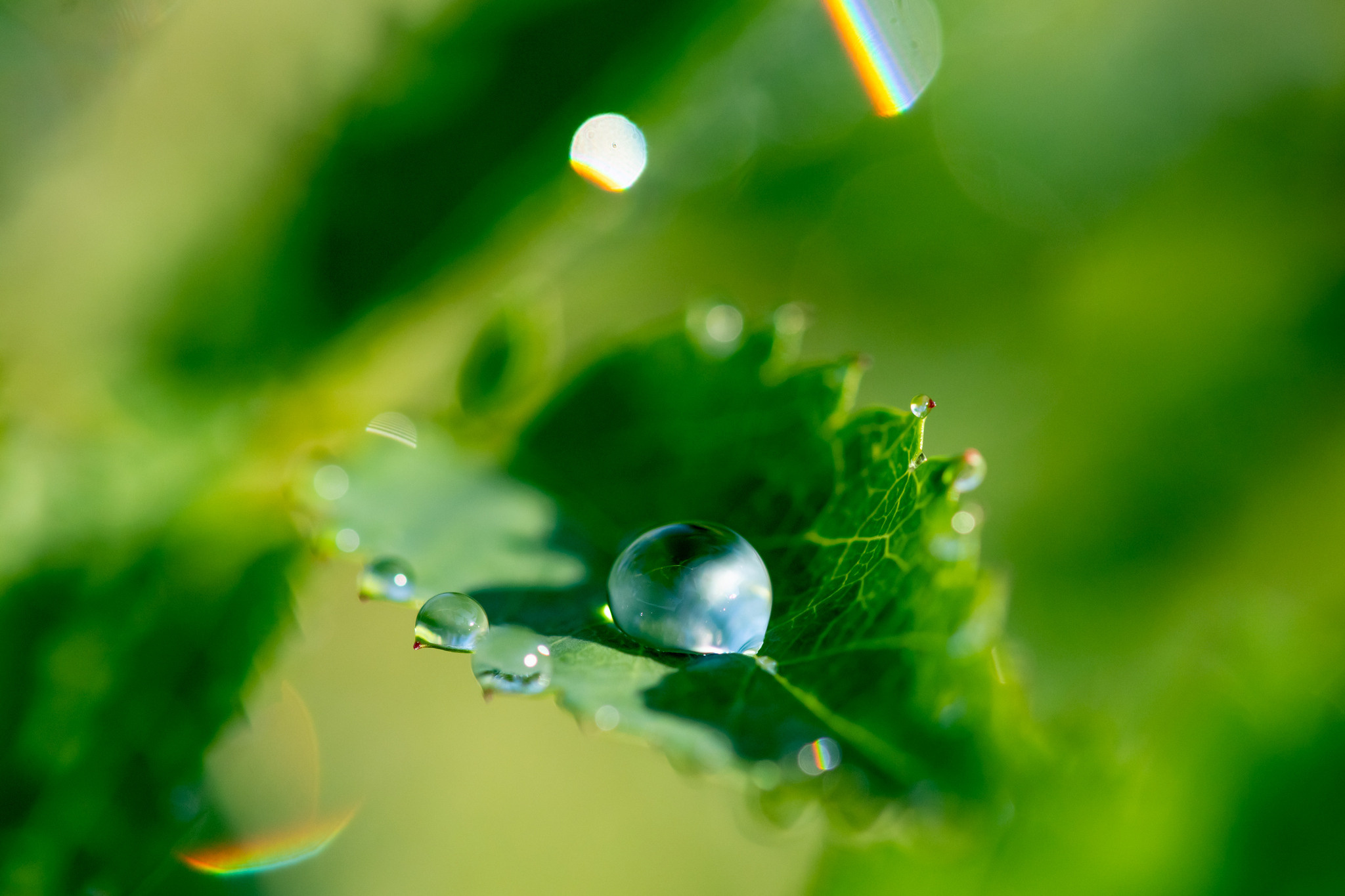 Макрофотосъёмка. Foto-Zuev фотография как искусство