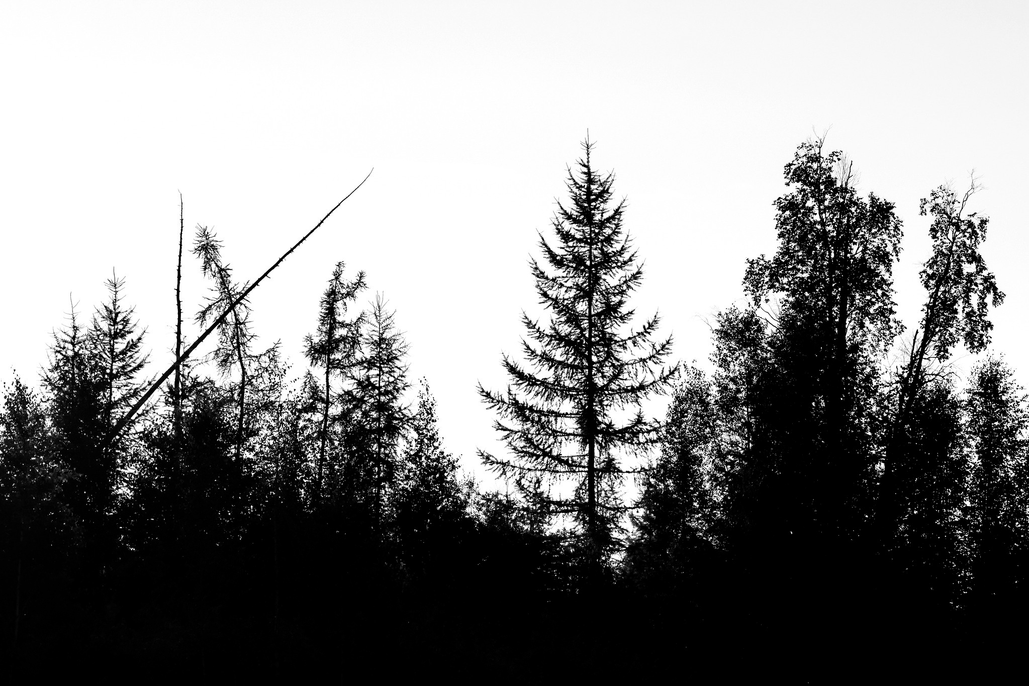 Силуэты тайги. Foto-Zuev фотография как искусство