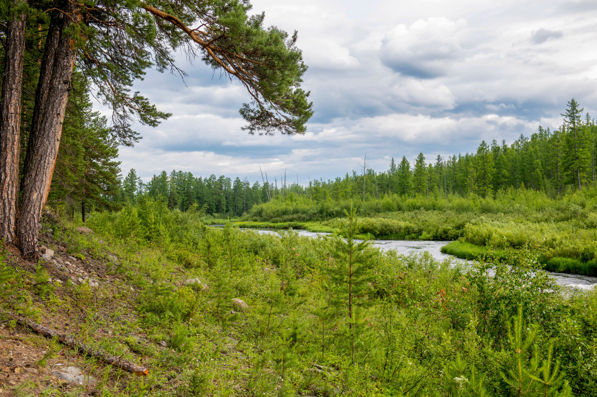 Тайга, Россия, Природа, Пейзаж, Foto-zuev, Fotozuev, фотограф Зуев Андрей