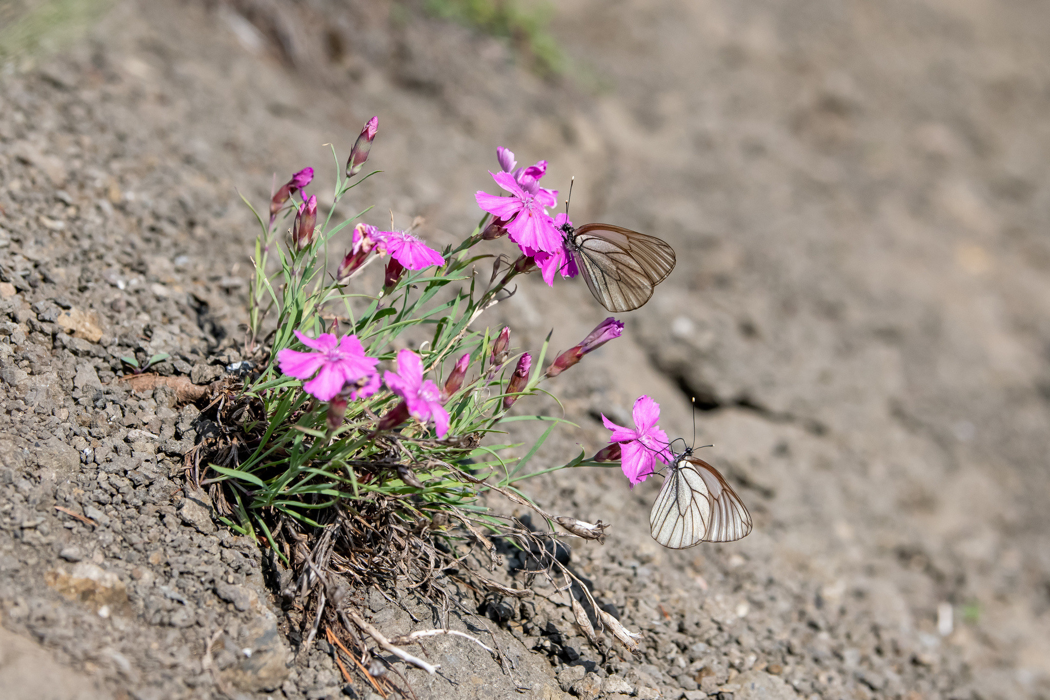 Макрофотосъёмка. Foto-Zuev фотография как искусство