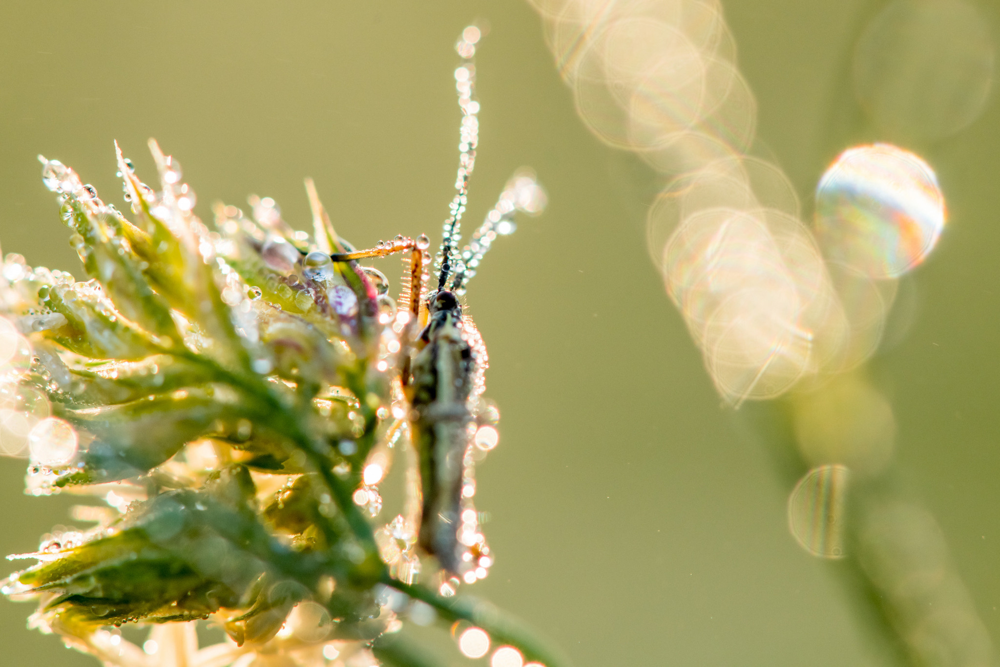 Макрофотосъёмка. Foto-Zuev фотография как искусство