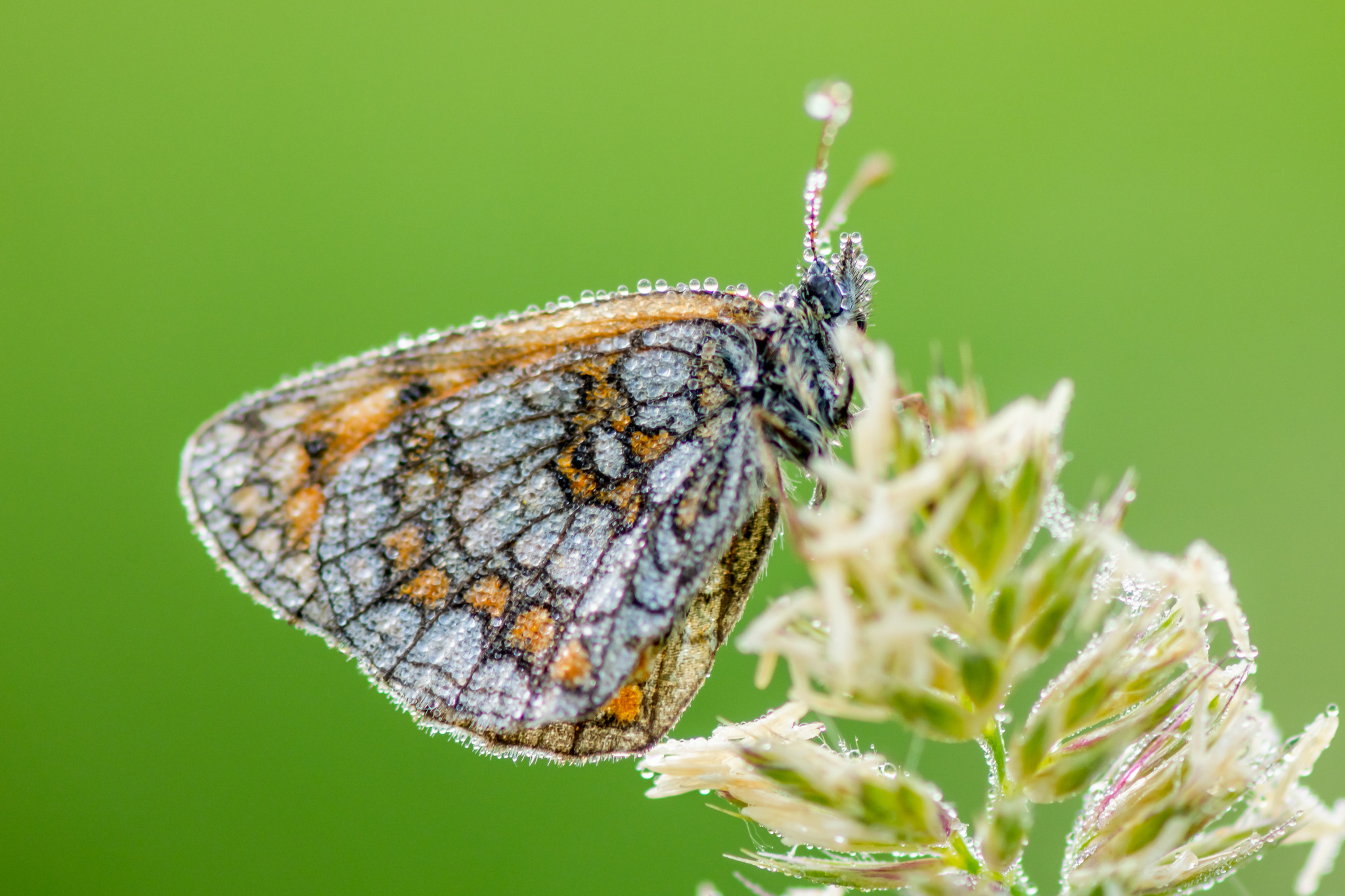 Макрофотосъёмка. Foto-Zuev фотография как искусство