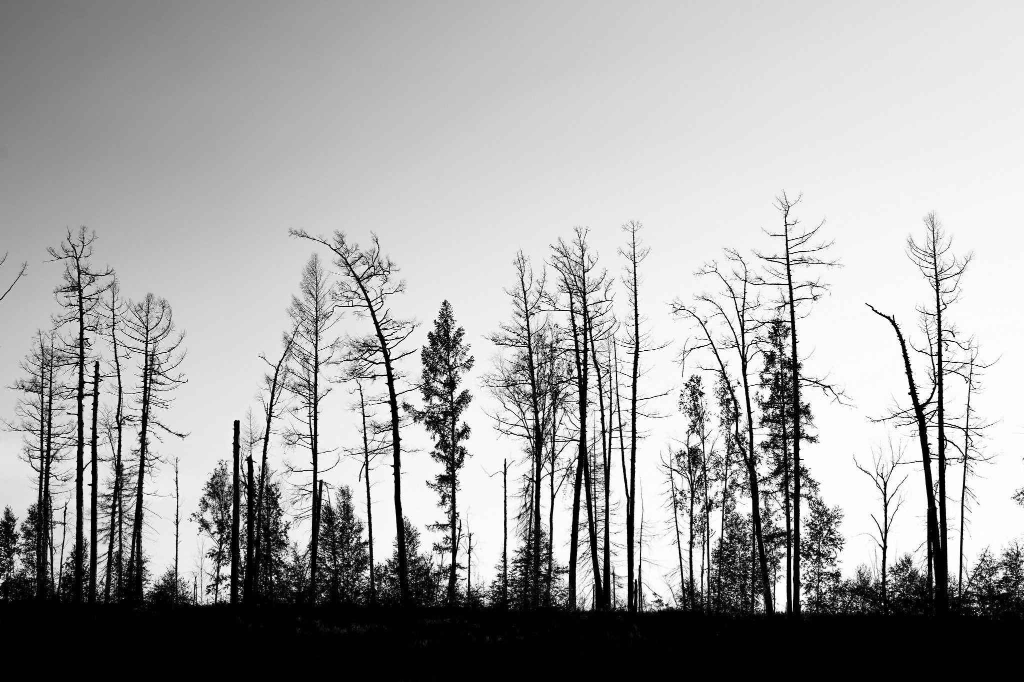 Силуэты тайги. Foto-Zuev фотография как искусство