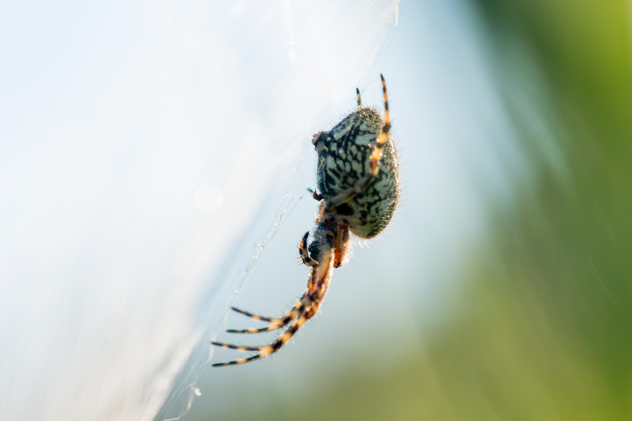 Макрофотосъёмка. Foto-Zuev фотография как искусство