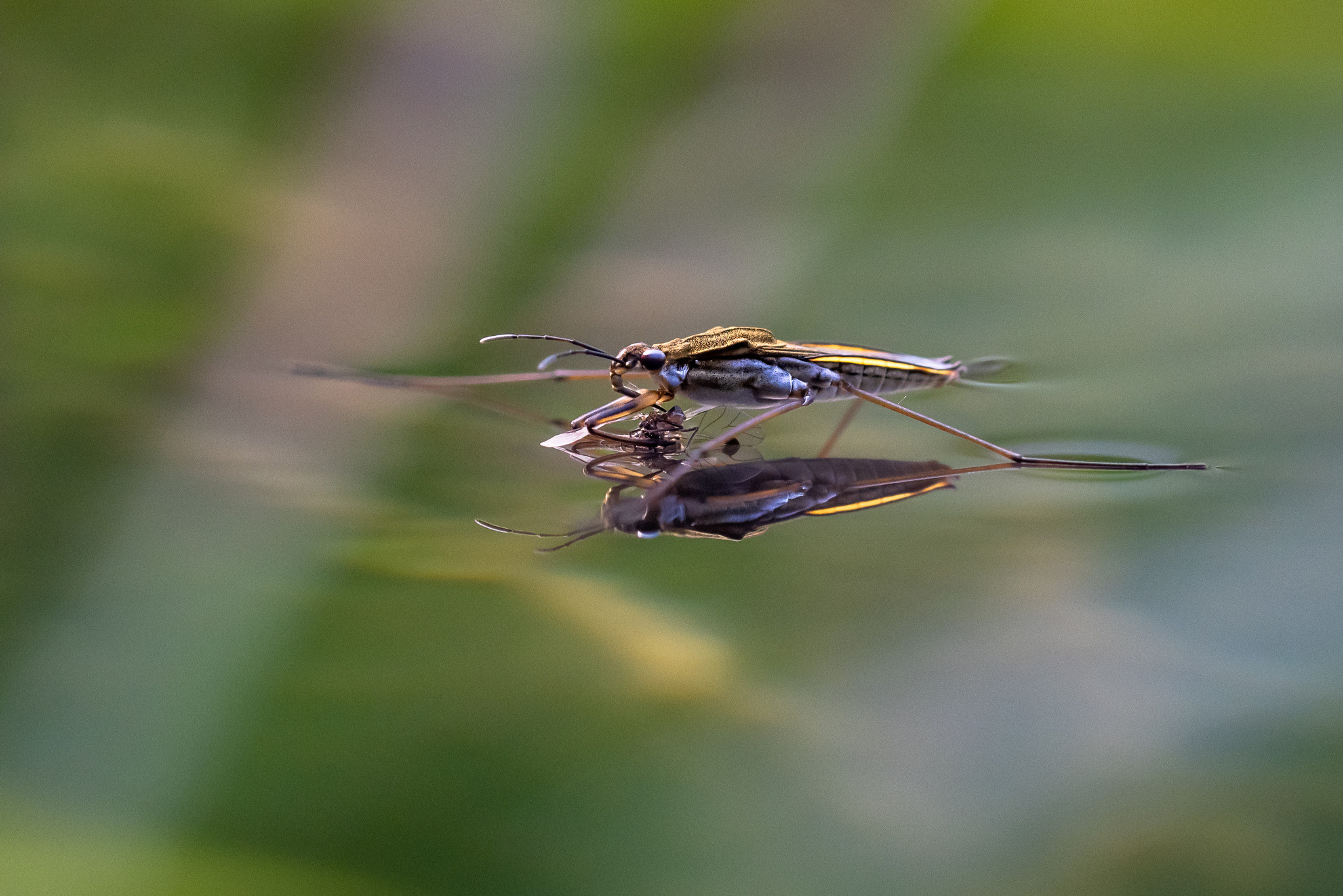 Макрофотосъёмка. Foto-Zuev фотография как искусство