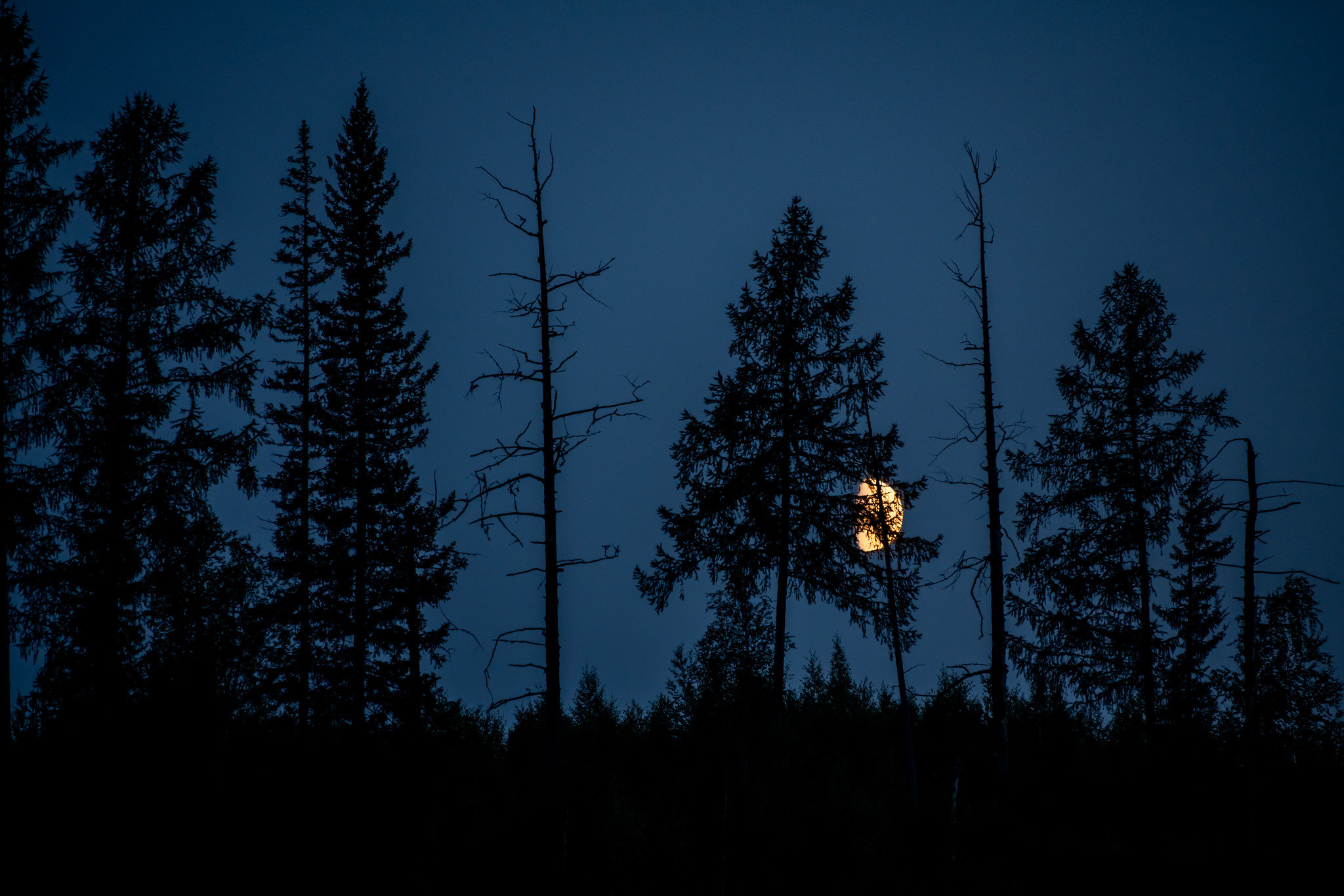 Пейзажный фотограф, Фотографии дикой природы. Foto-Zuev фотография как искусство