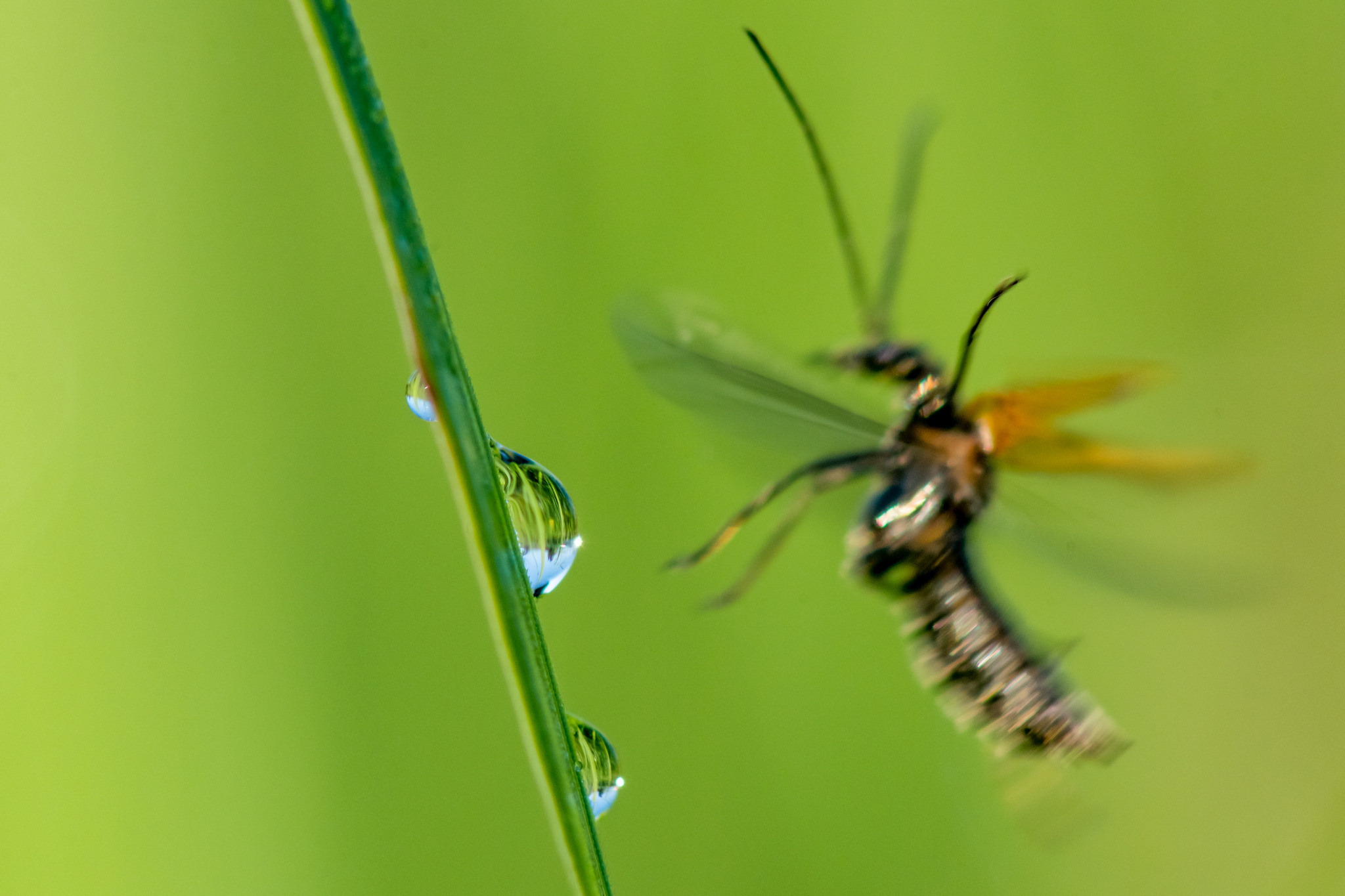 Макрофотосъёмка. Foto-Zuev фотография как искусство