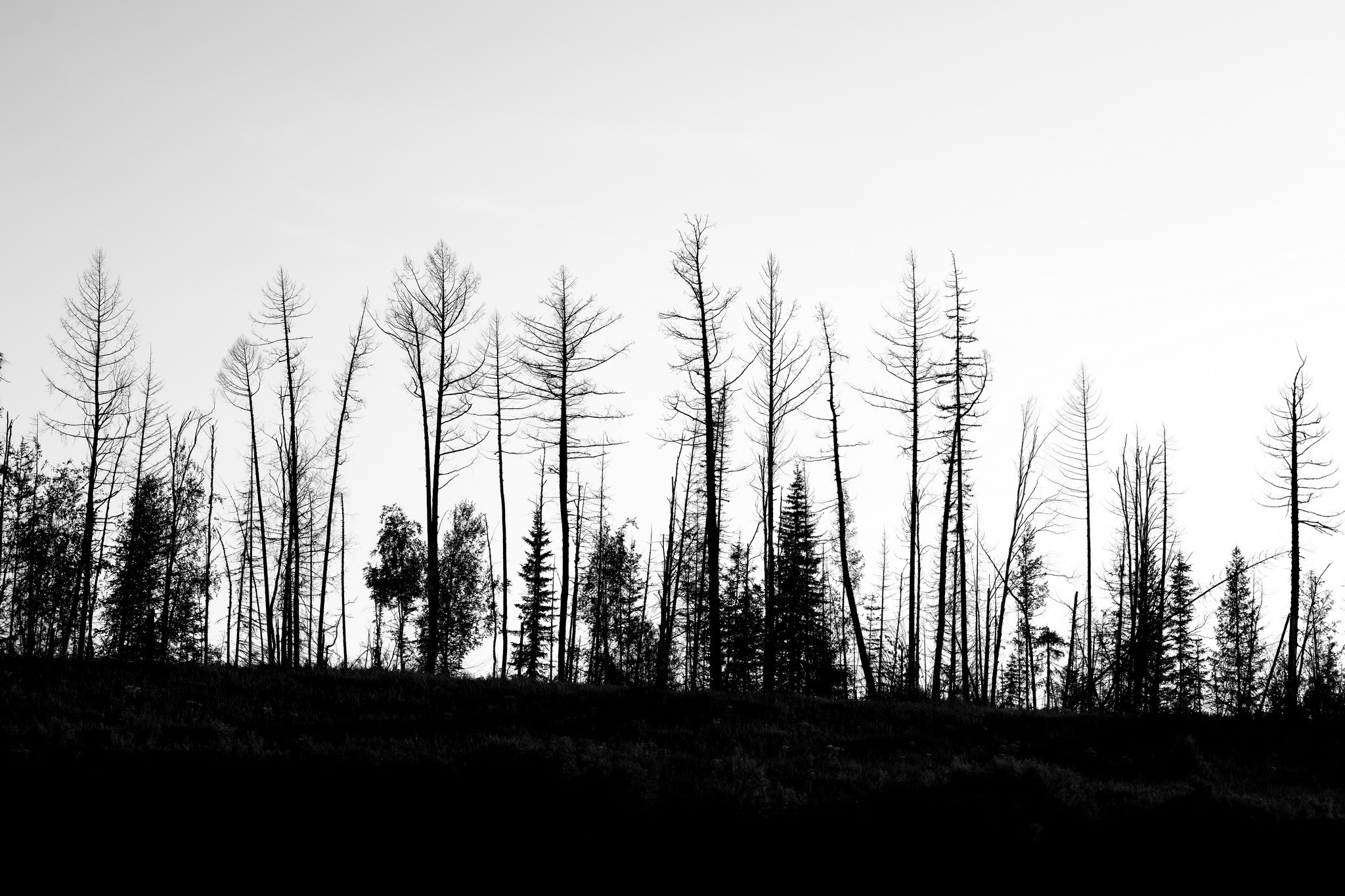 Силуэты тайги. Foto-Zuev фотография как искусство