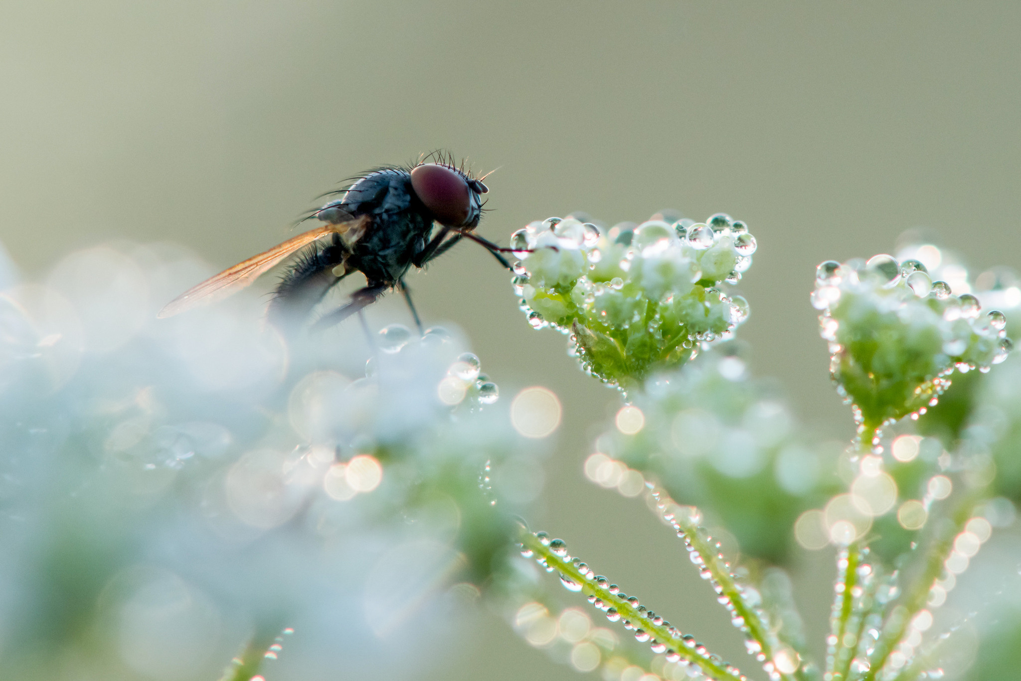 Макрофотосъёмка. Foto-Zuev фотография как искусство