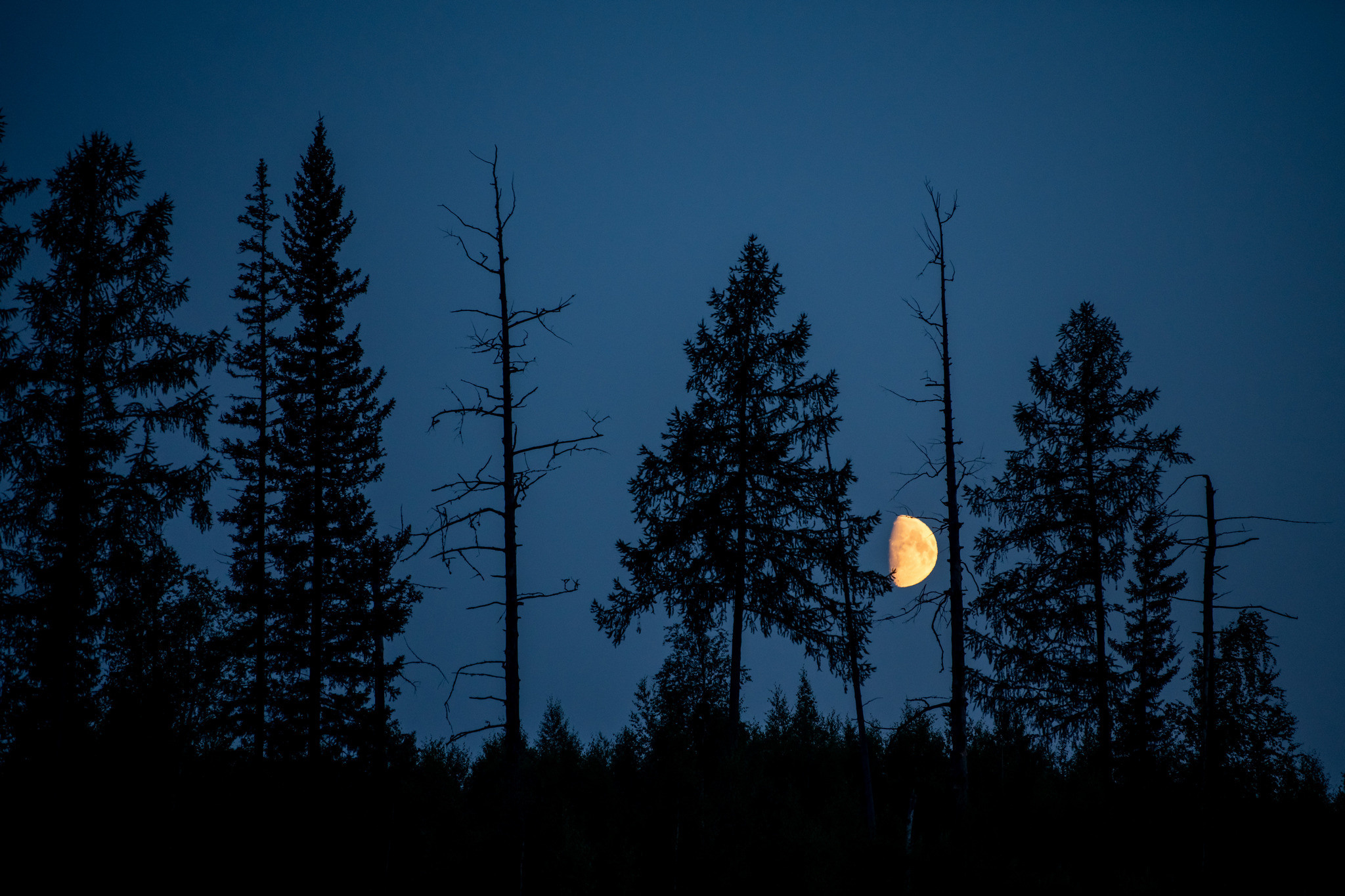 Тайга, Россия, Природа, Пейзаж, Foto-zuev, Fotozuev, фотограф Зуев Андрей