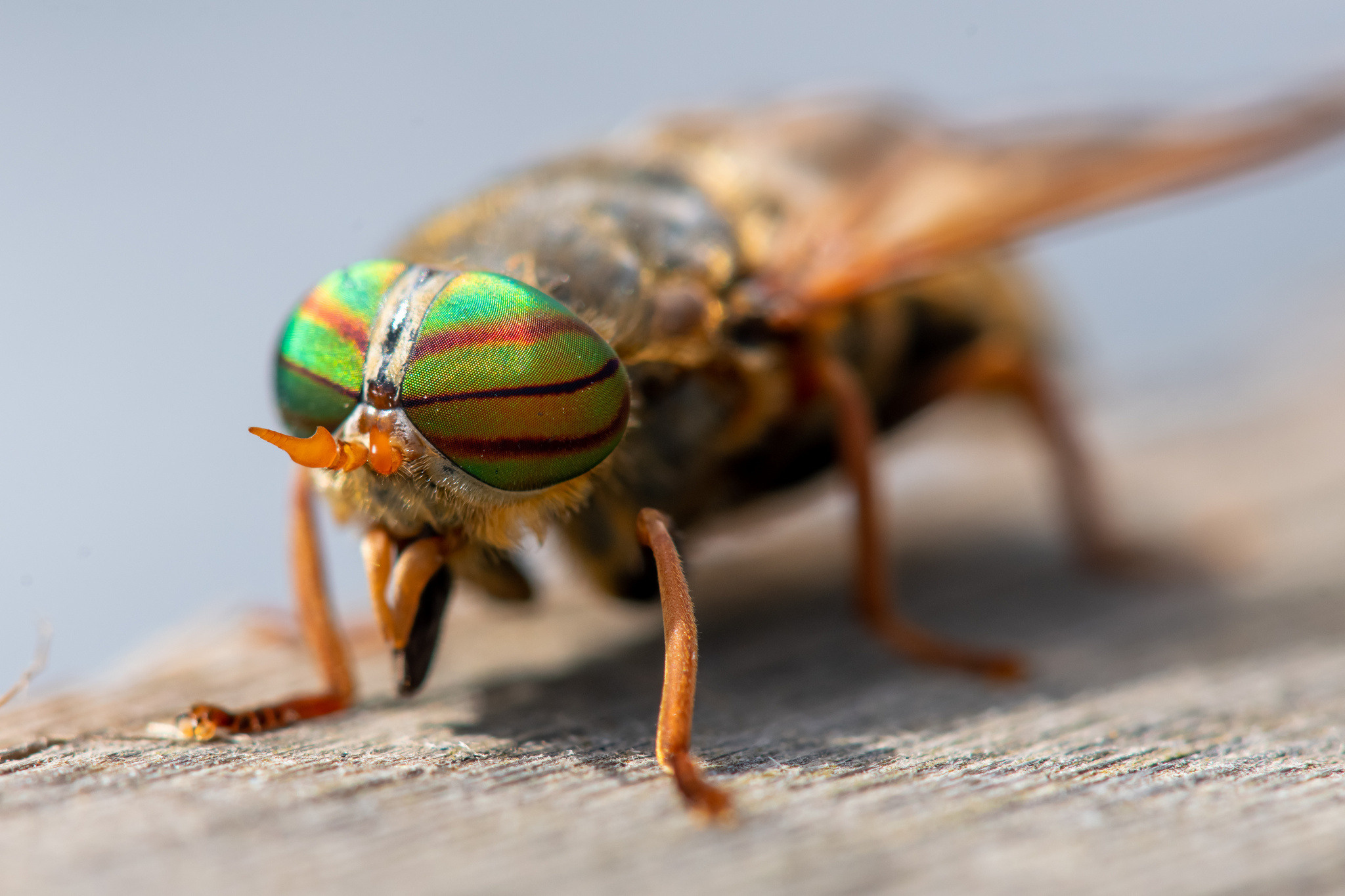 Макрофотосъёмка. Foto-Zuev фотография как искусство