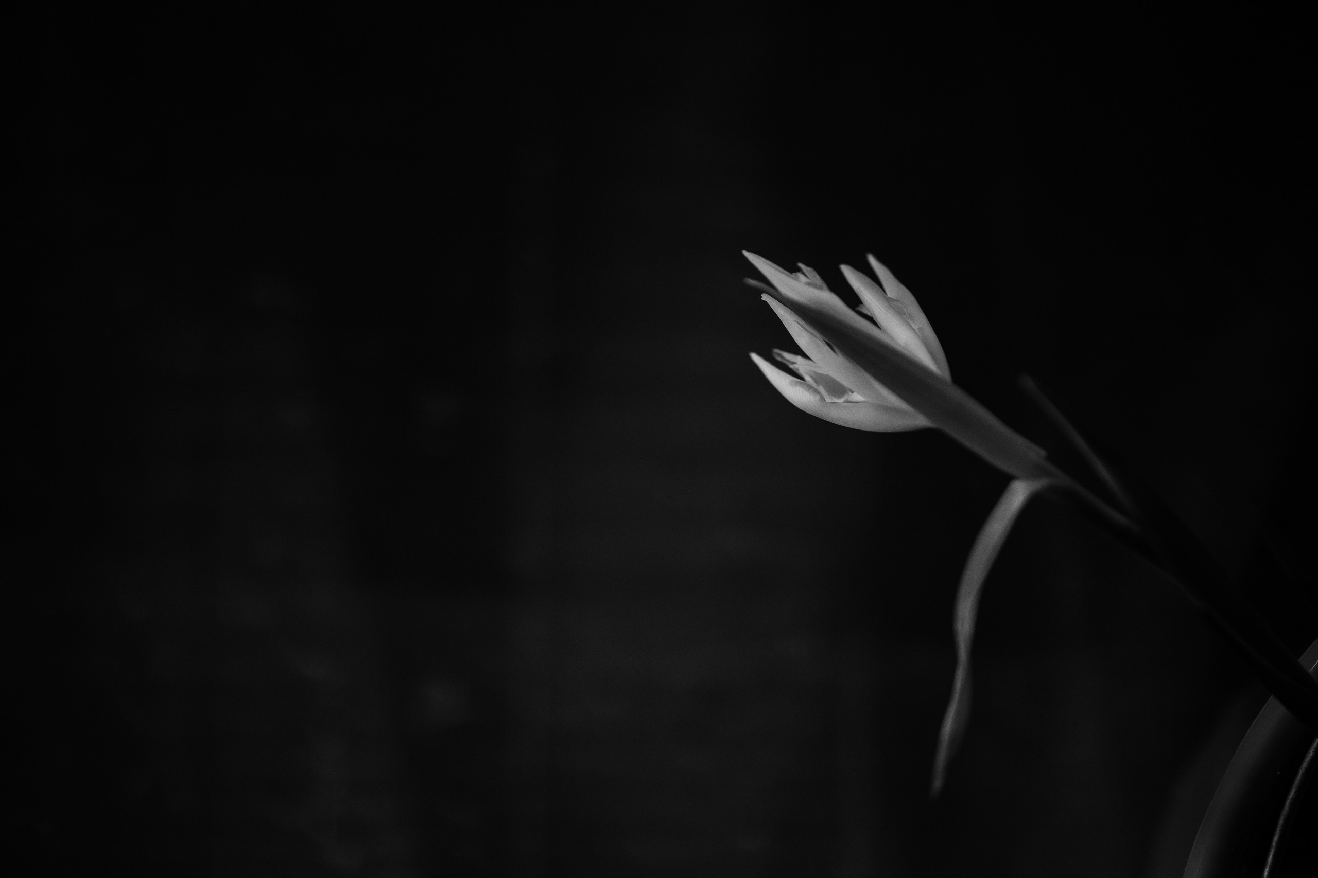 Amore. Свадебный фотограф в Москве | Профессиональный фотограф | Выгодные цены на услуги