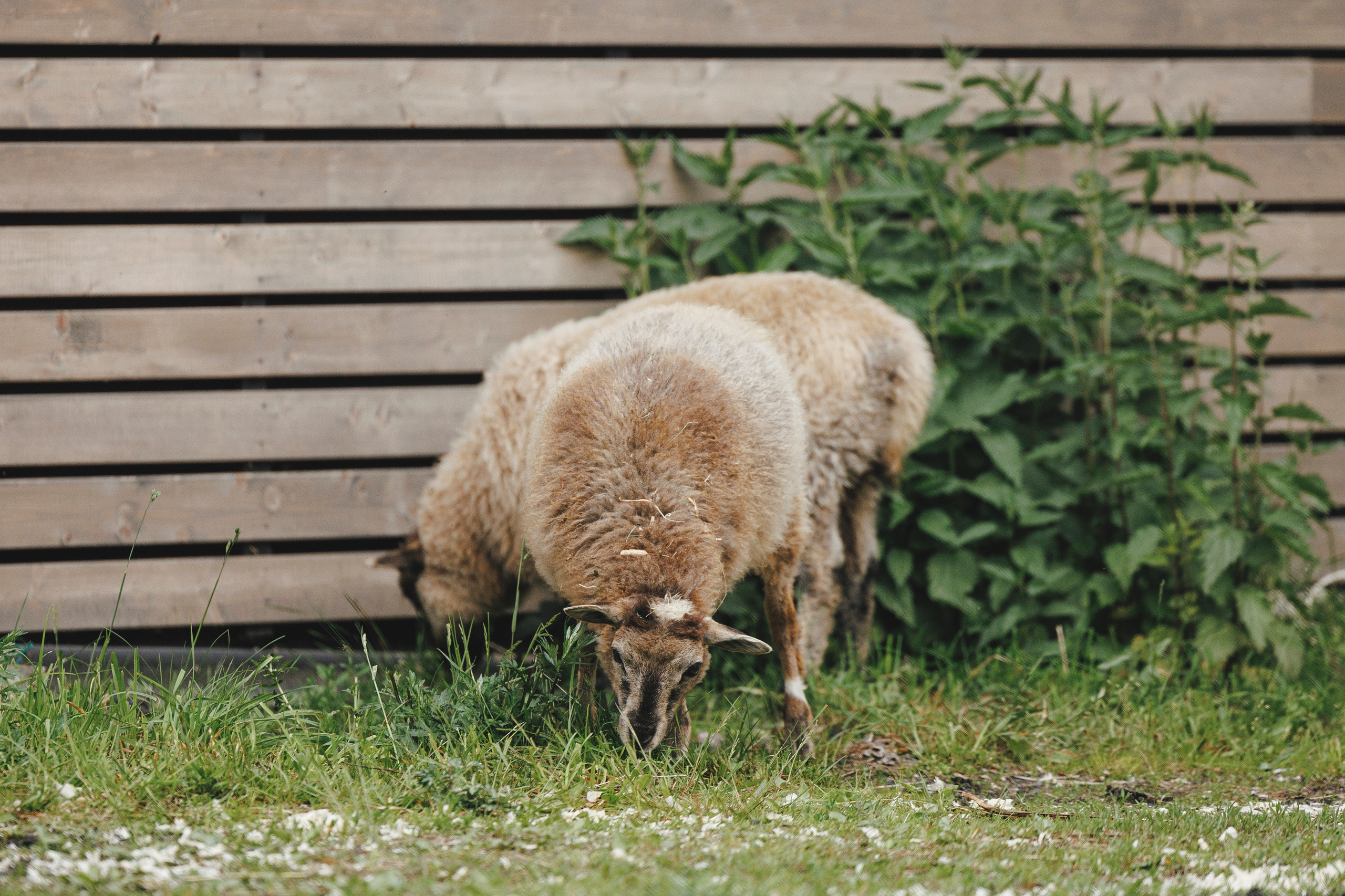 Керро поле. Фотограф-анималист Анна Маринич