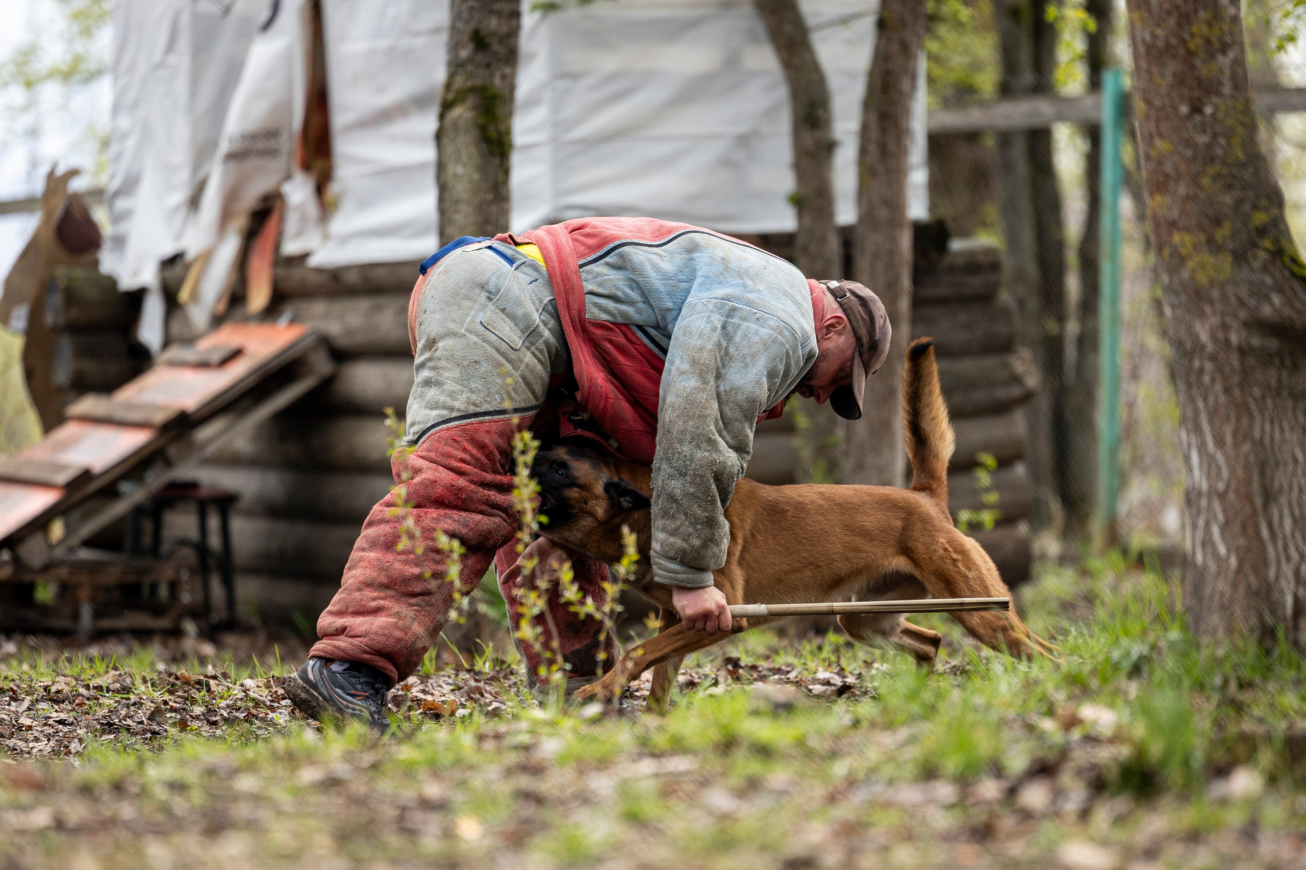 Квалификационные состязания по мондьорингу г. Вологда 11.05.24. Фотограф-анималист Анна Маринич