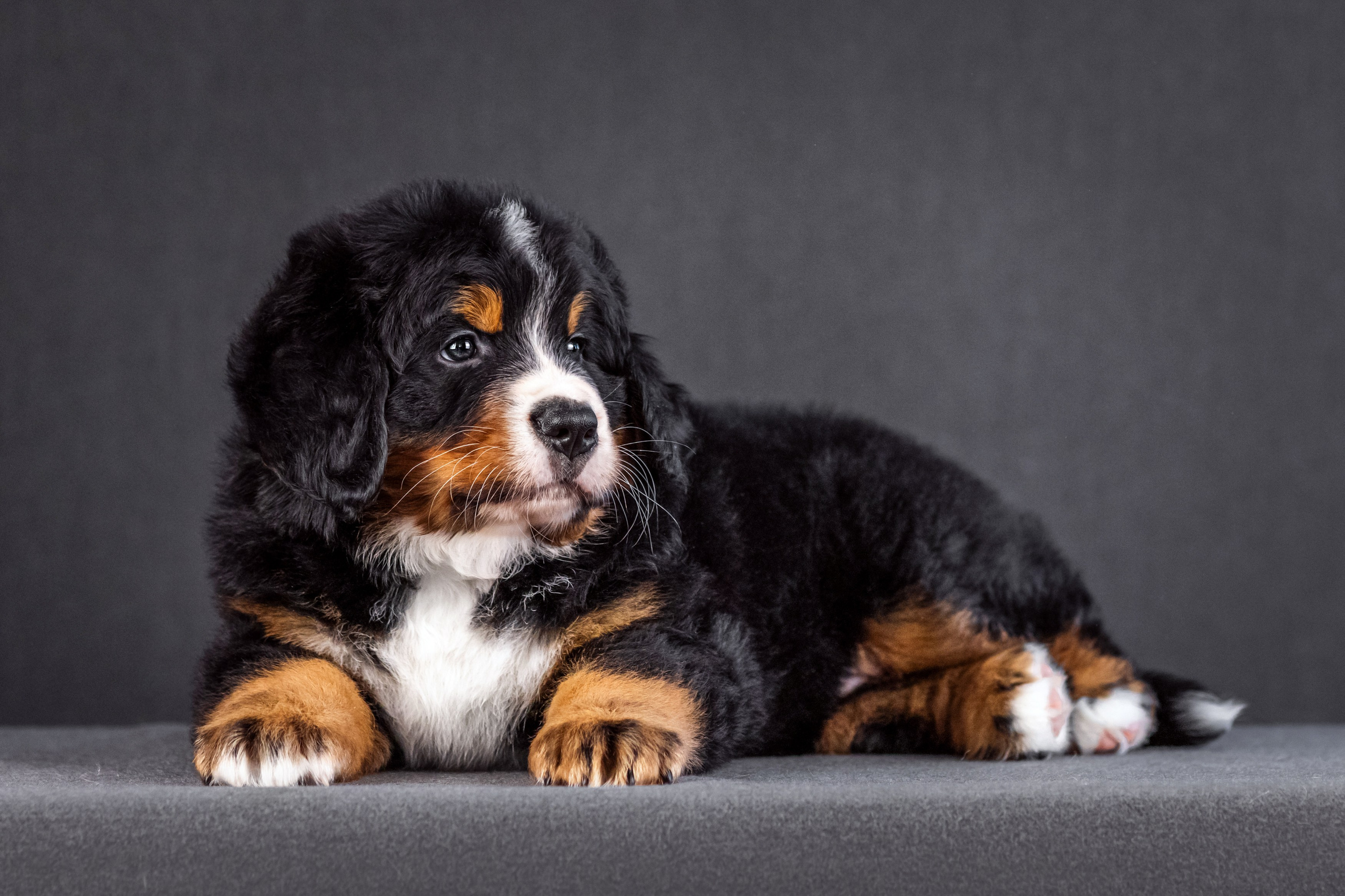 Берны. Фотограф анималист Аня Ливанова | Рыбинск