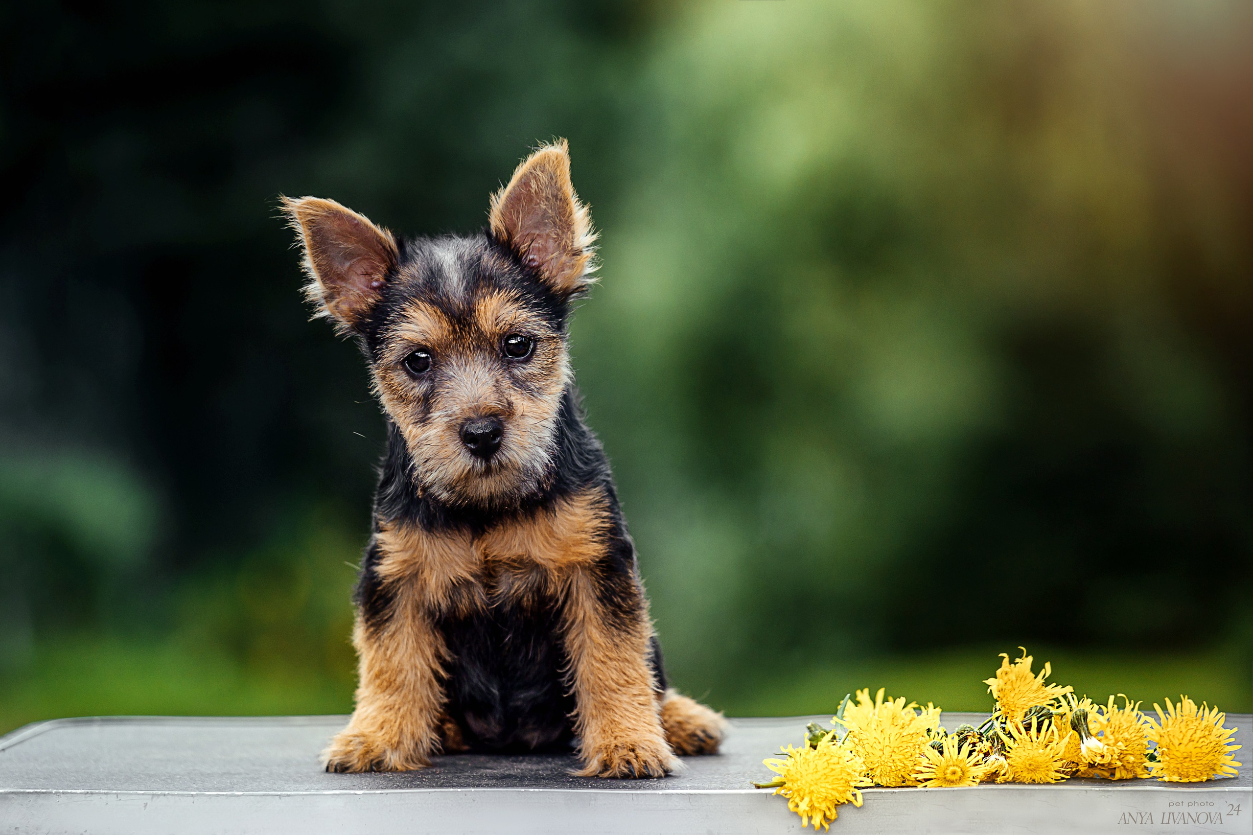 Норвичи. Фотограф анималист Аня Ливанова | Рыбинск