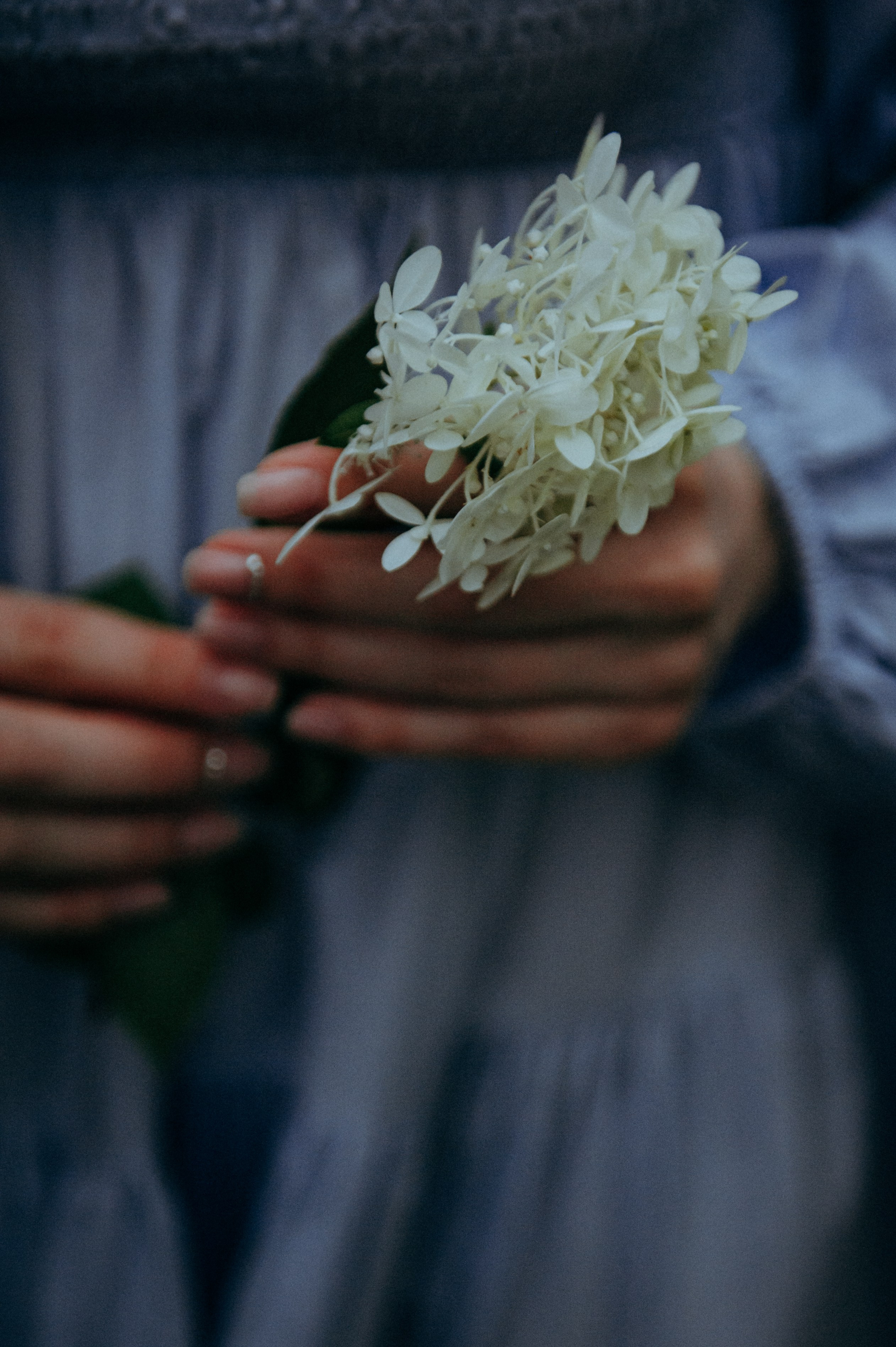 In bloom. ФОТОГРАФ В МОСКВЕ ЛЮДМИЛА СТРОКОВА