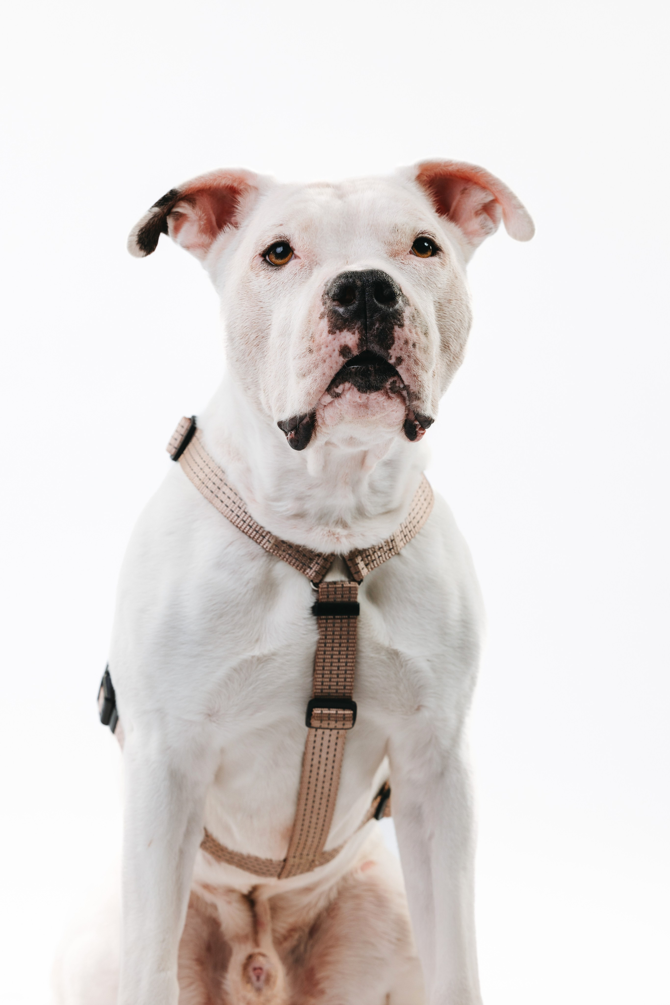 Шлейки Petforta. Фотограф анималист Осипчикова Мария