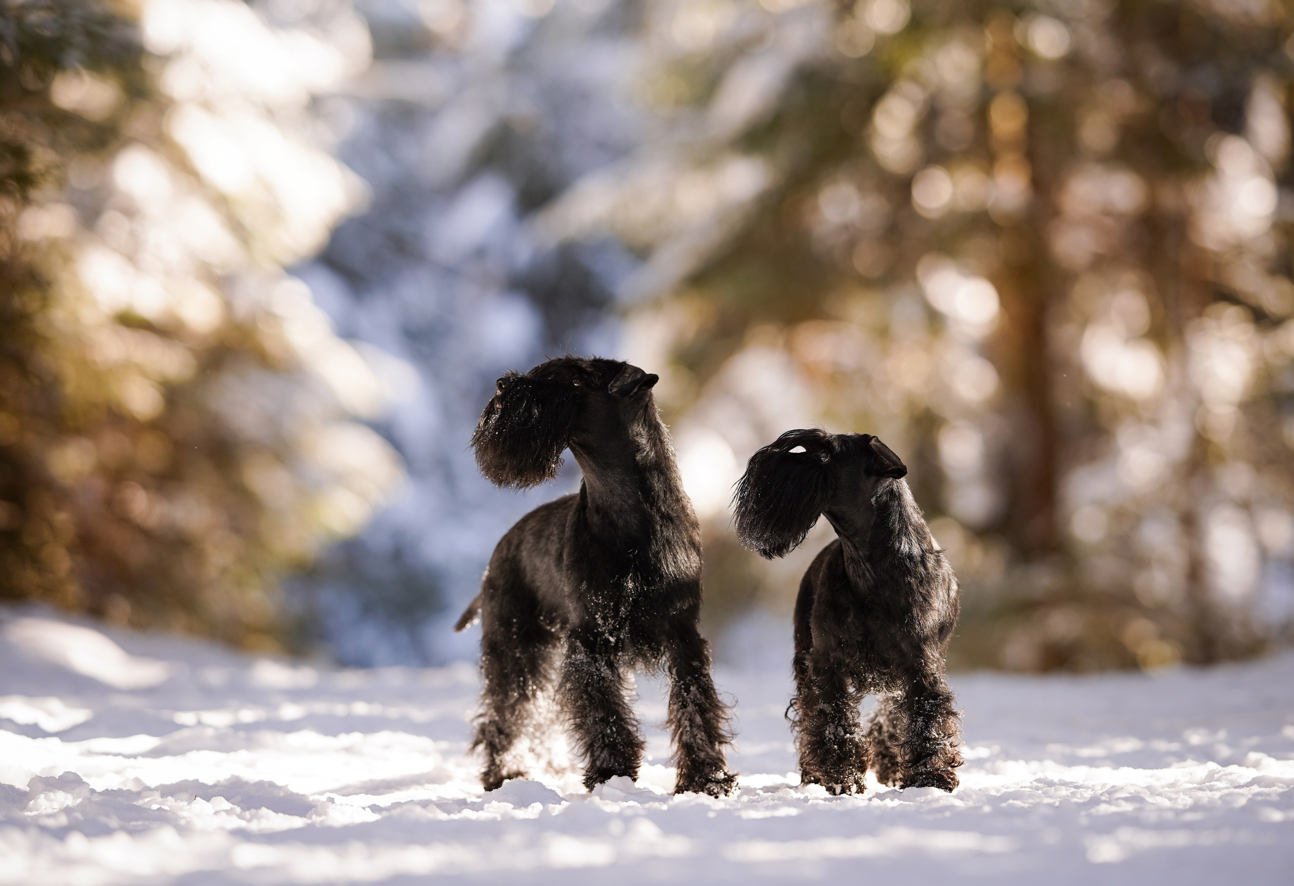 Настя Энзо и Мия. Фотограф-анималист в Санкт-Петербурге Яна Мартынова