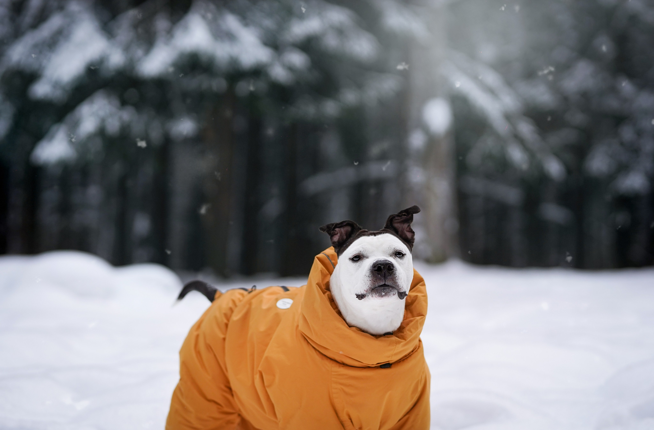 Маша Женя и Фиона. Фотограф-анималист в Санкт-Петербурге Яна Мартынова