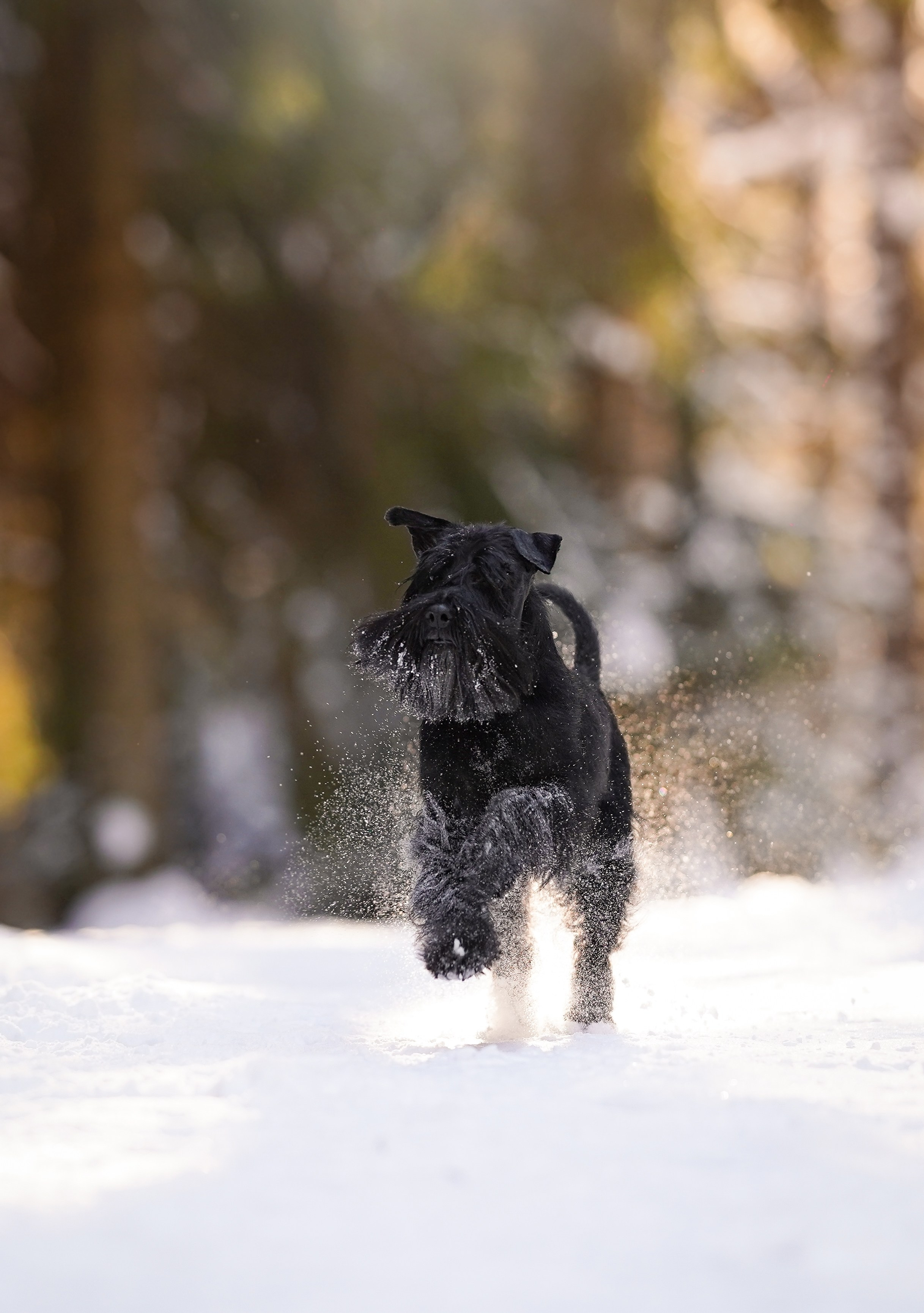 Настя Энзо и Мия. Фотограф-анималист в Санкт-Петербурге Яна Мартынова