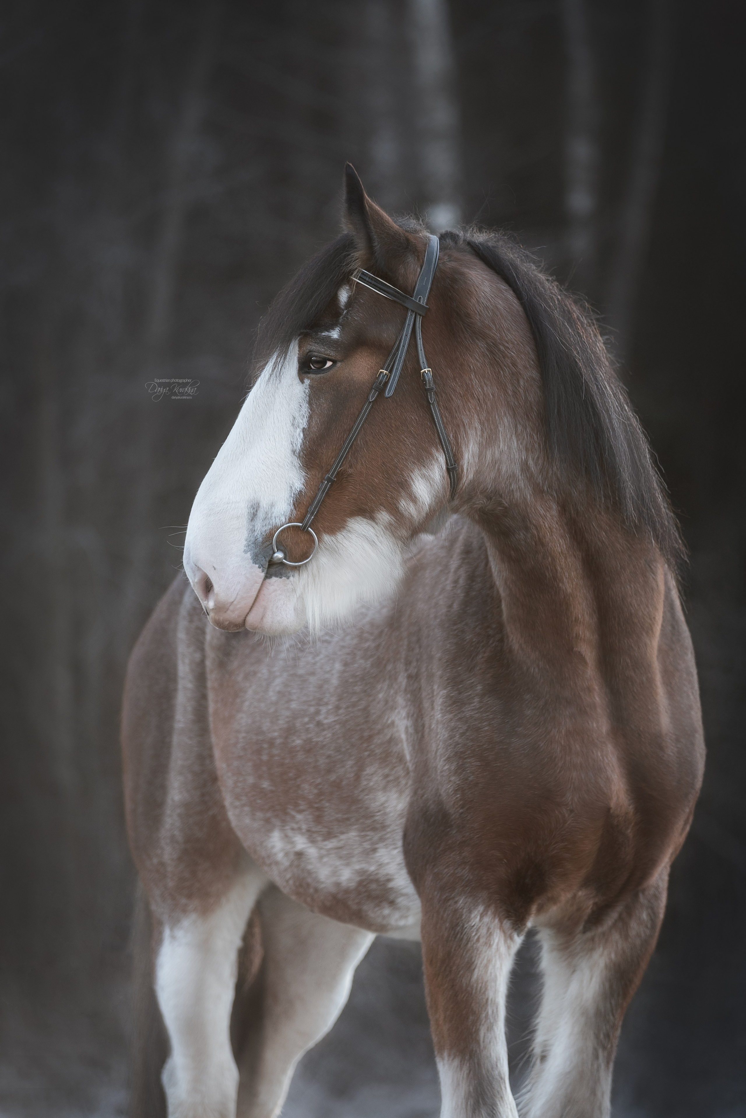 Komardins. Конный фотограф Куракина Дарья • Фотосессии с лошадьми