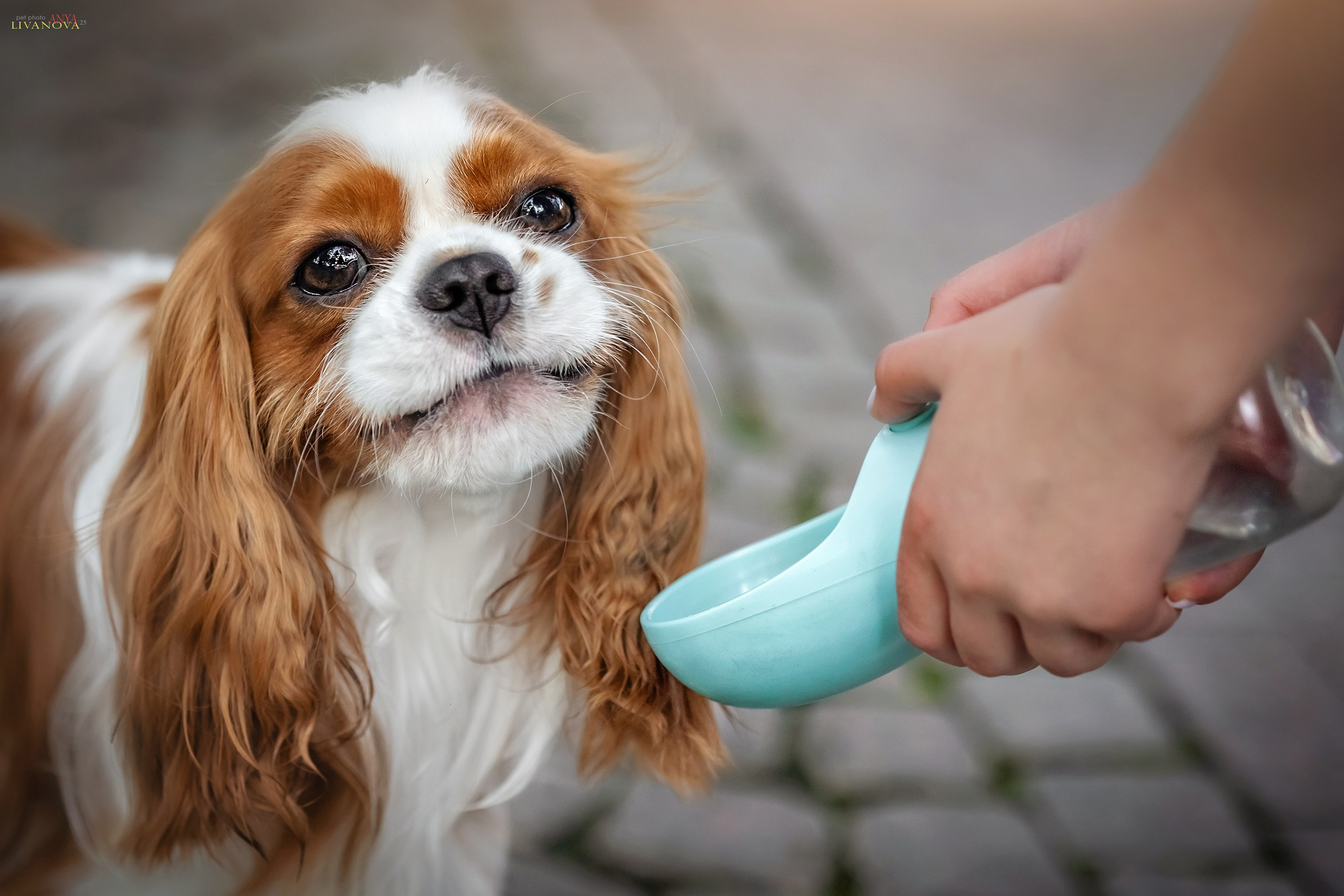 Маруся и Энди. Фотограф анималист Аня Ливанова | Рыбинск