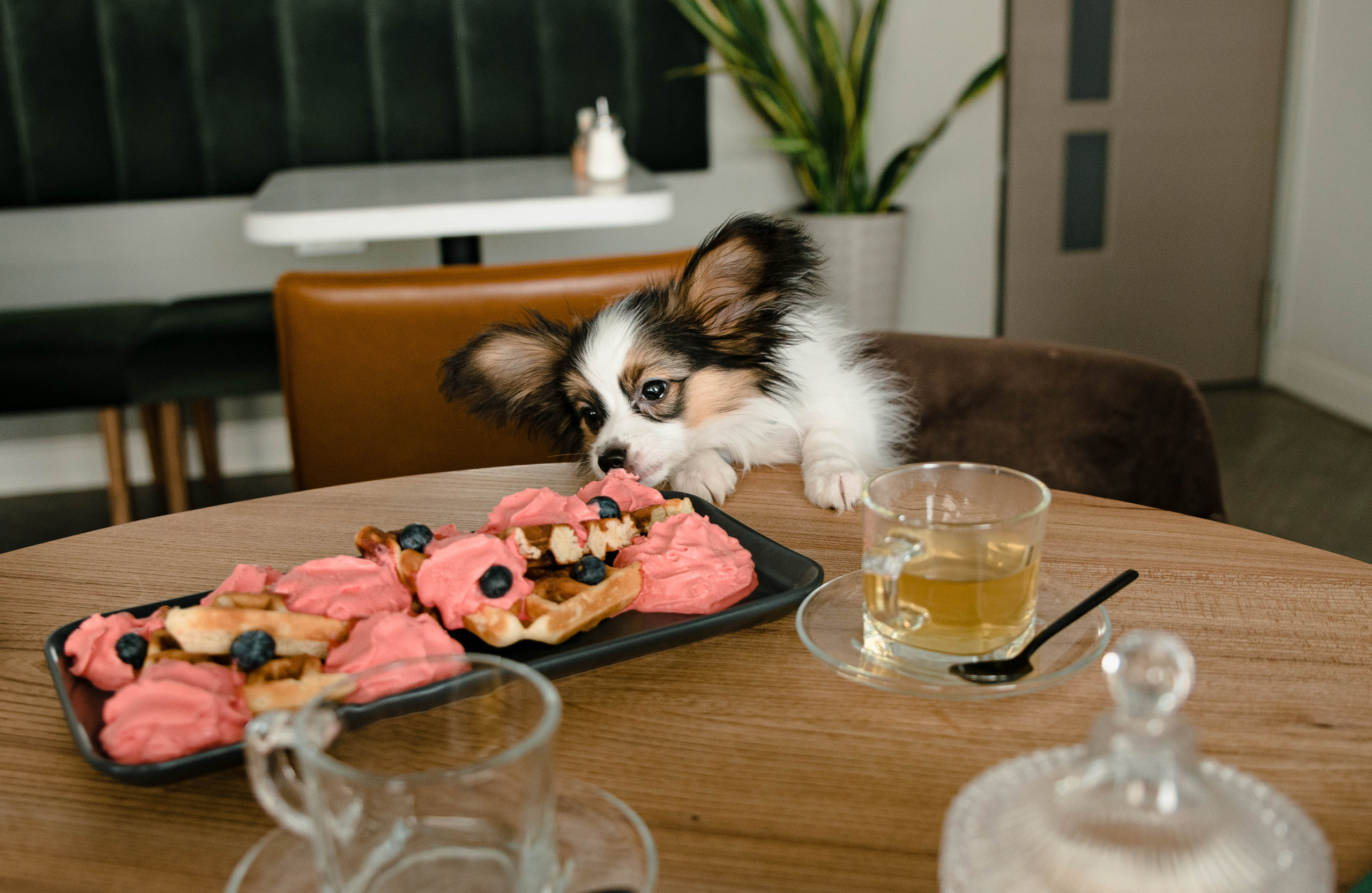 Настя, Света и Папийон Луней. Главная
