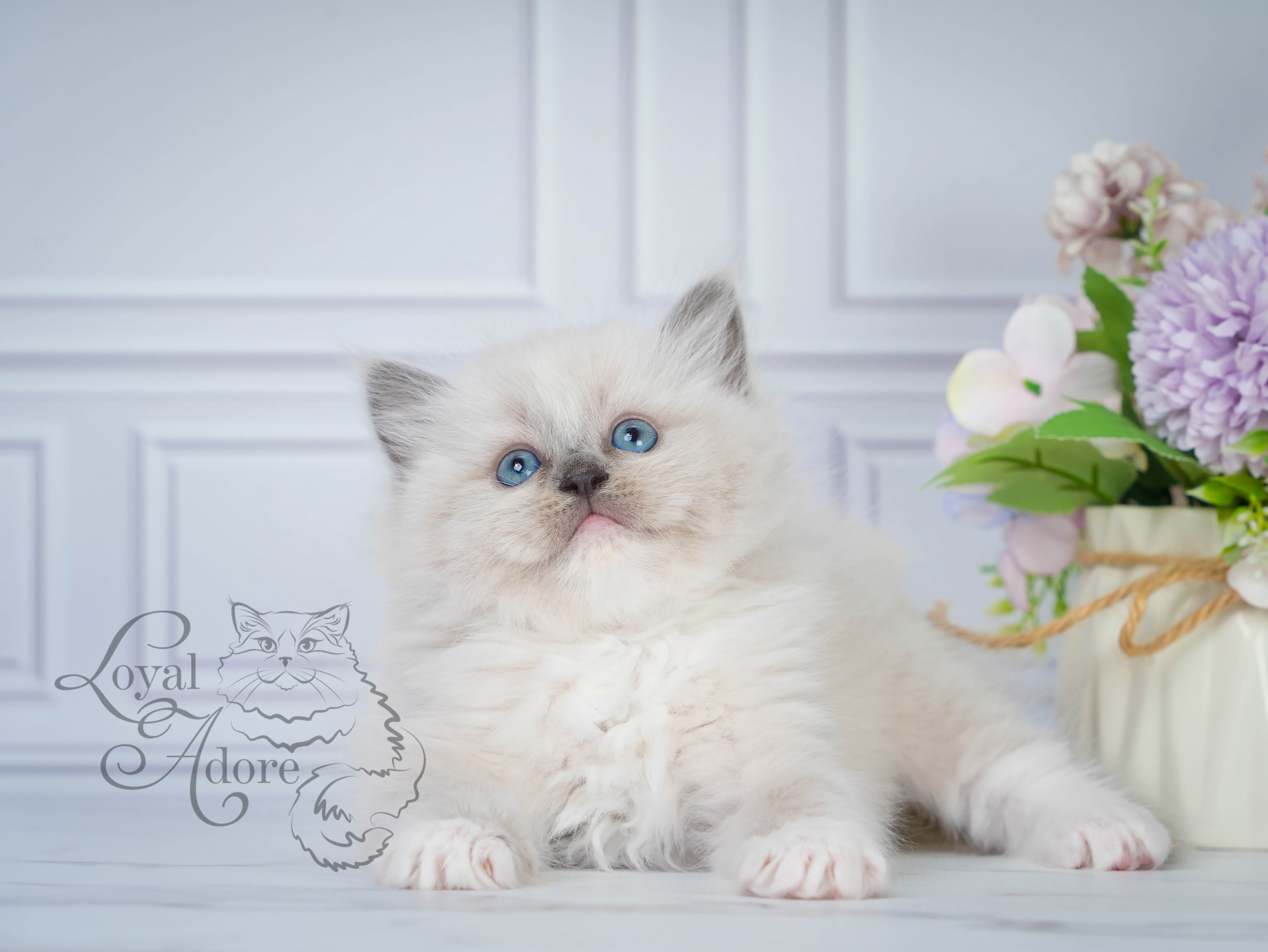 Котята рэгдолл от Loyal Adore. Питомник рэгдолл Loyal Adore