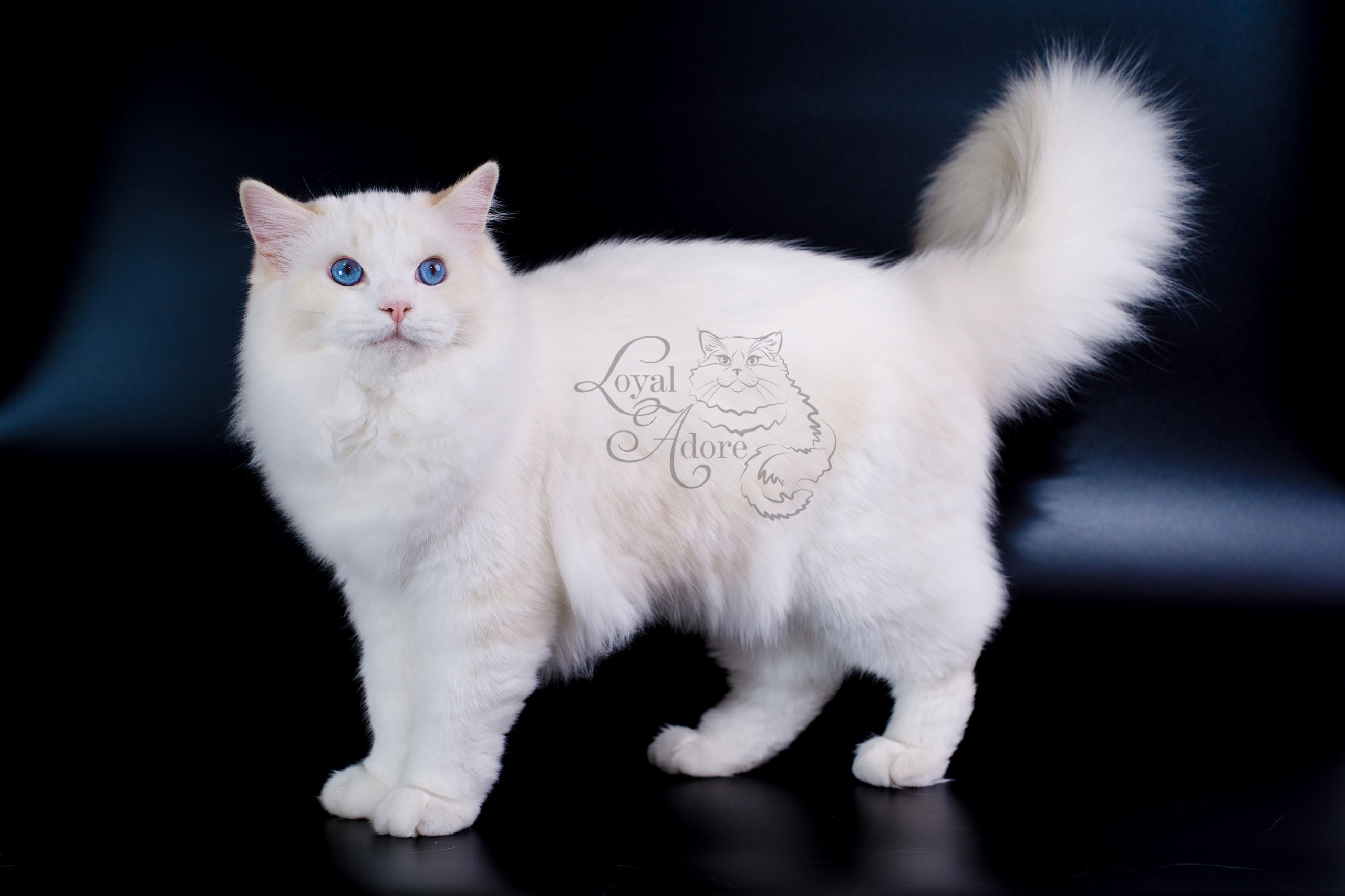 Коты производители Loyal Adore. Питомник рэгдолл Loyal Adore