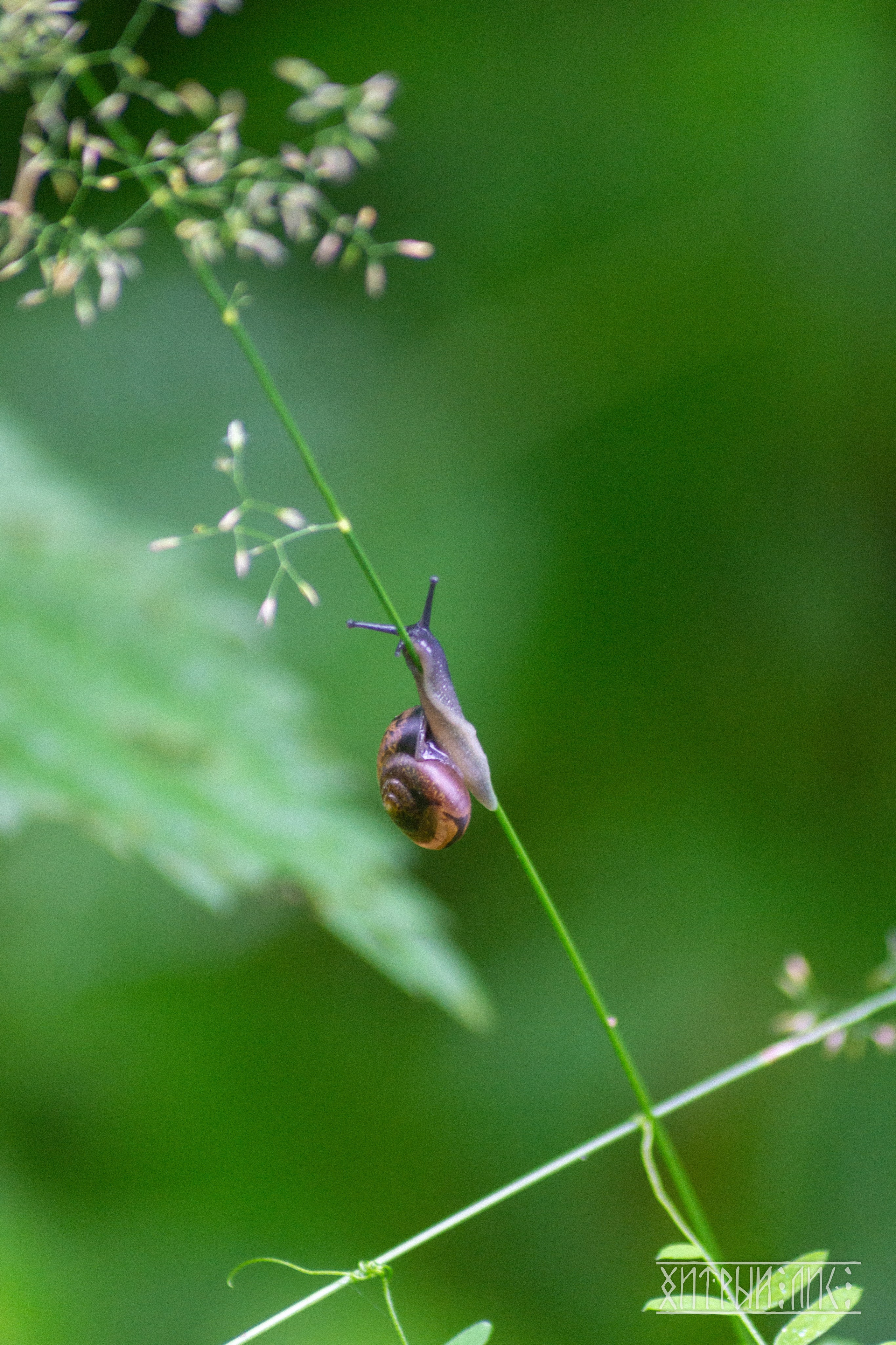 Беларусь. Фотограф-путешественник Самойлов Максим «Sly Fox»