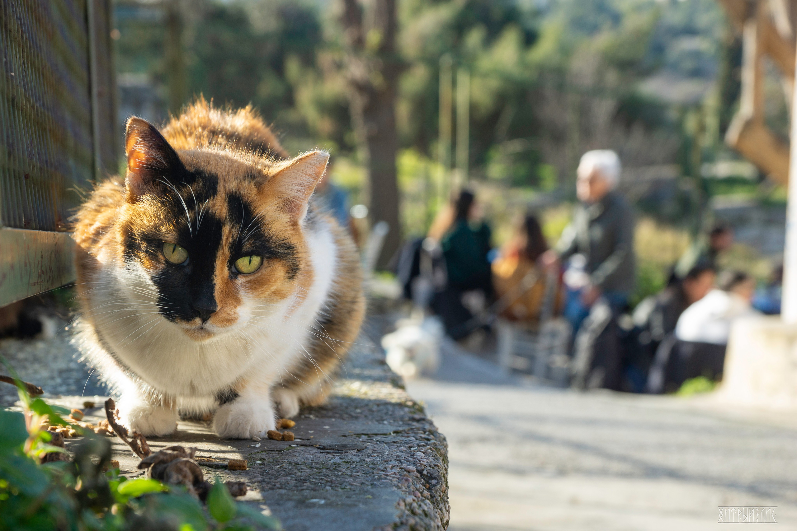 Афины. Фотограф-путешественник Самойлов Максим «Sly Fox»