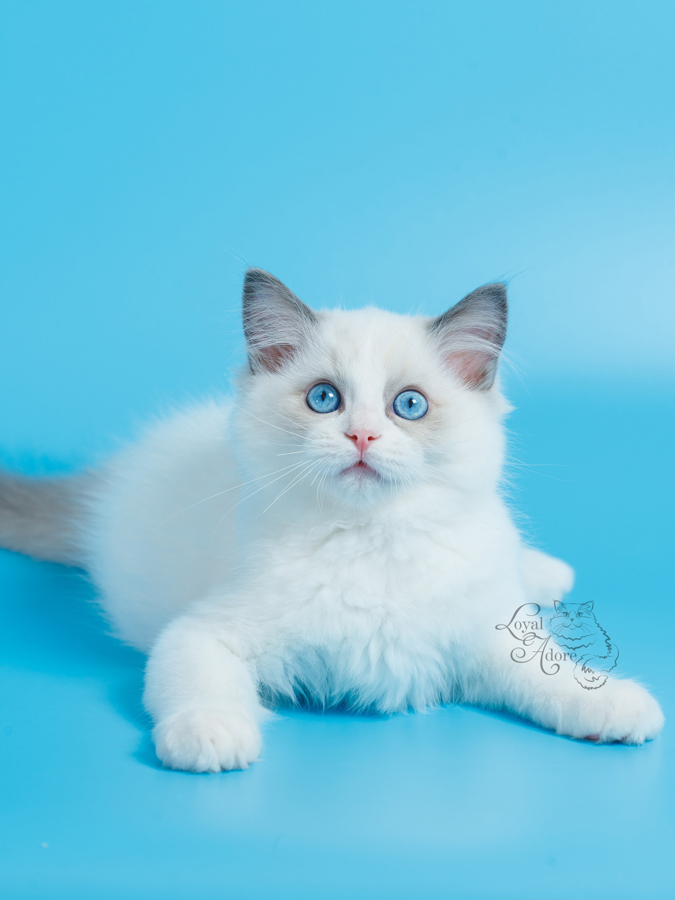 Котята рэгдолл от Loyal Adore. Питомник рэгдолл Loyal Adore