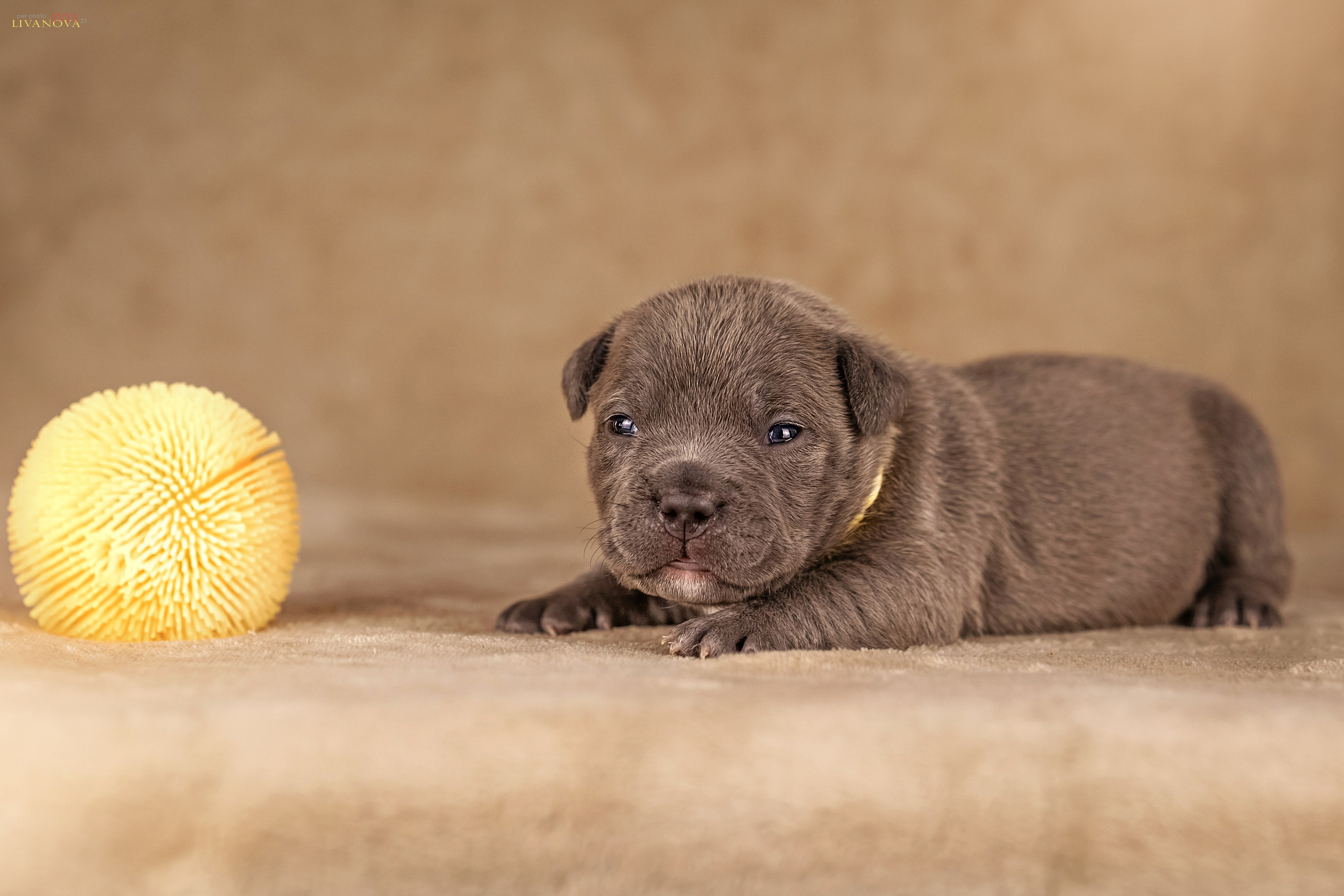 Амбулли. Фотограф анималист Аня Ливанова | Рыбинск