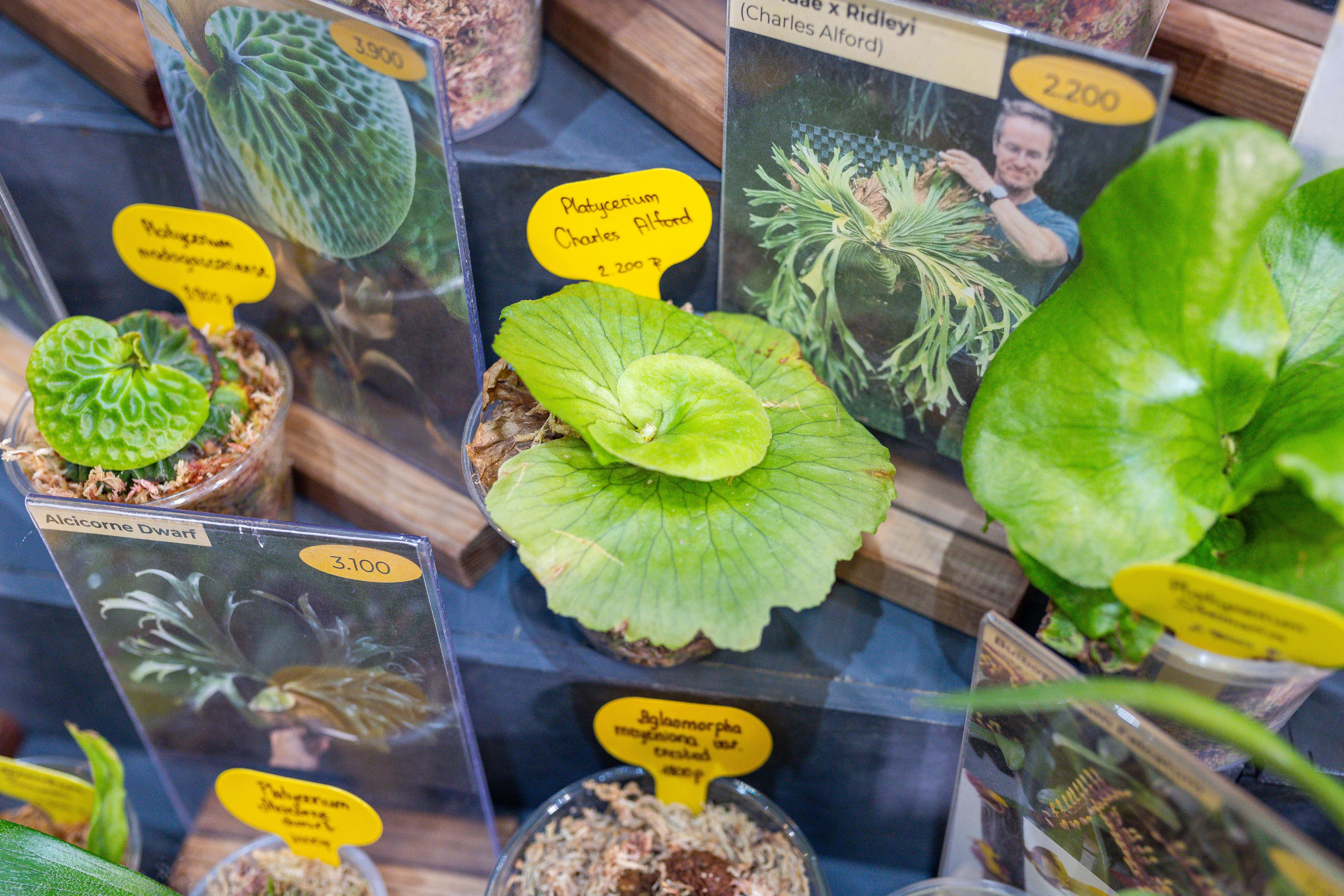 Орхидиум 12.2025. Александра Куликова фотограф, Москва