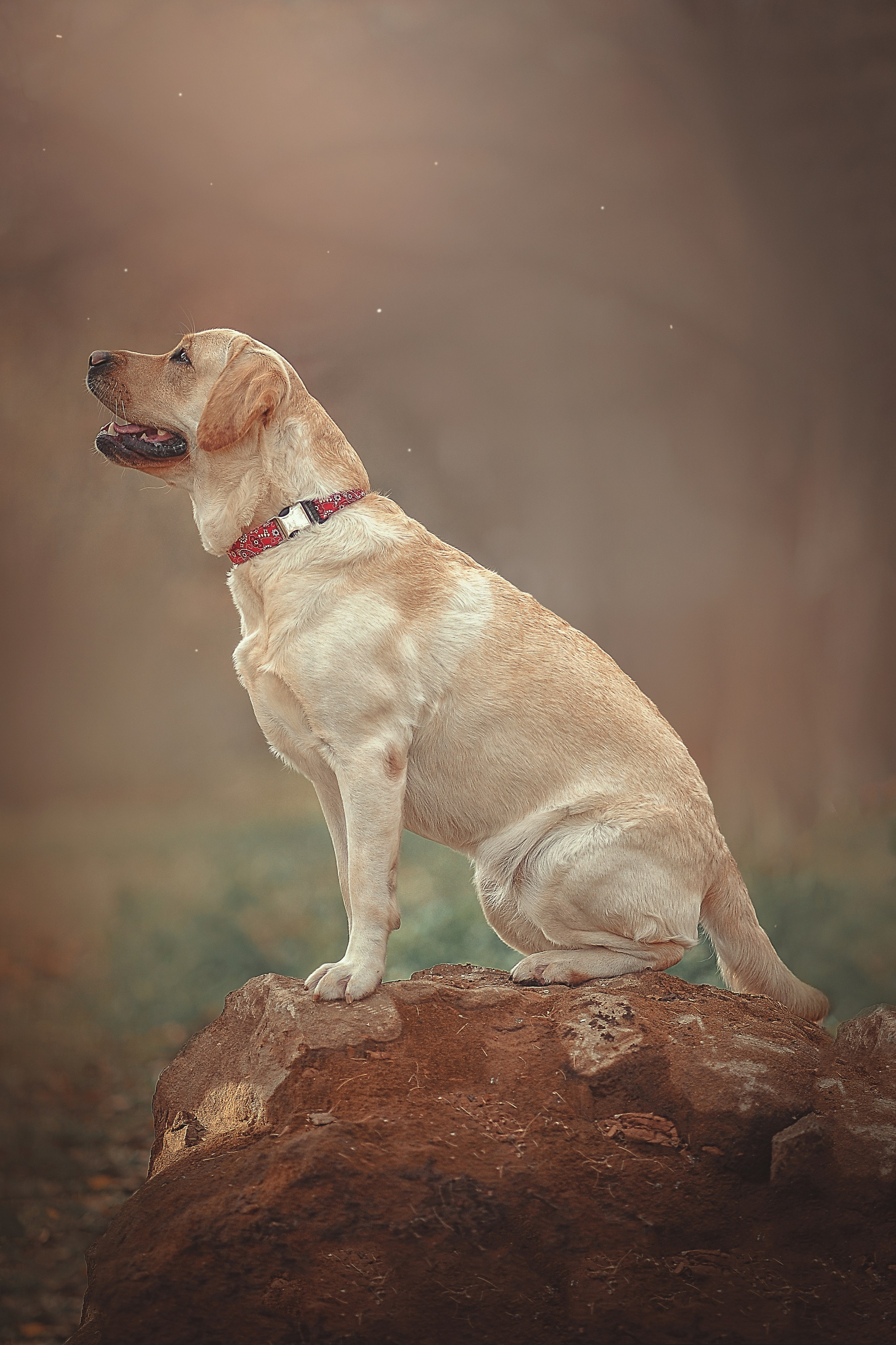 Фотосессия животных в Ижевских, фотограф животных. Детский, семейный фотограф в Ижевске и Москве Аксинья Лысенкова ADEN