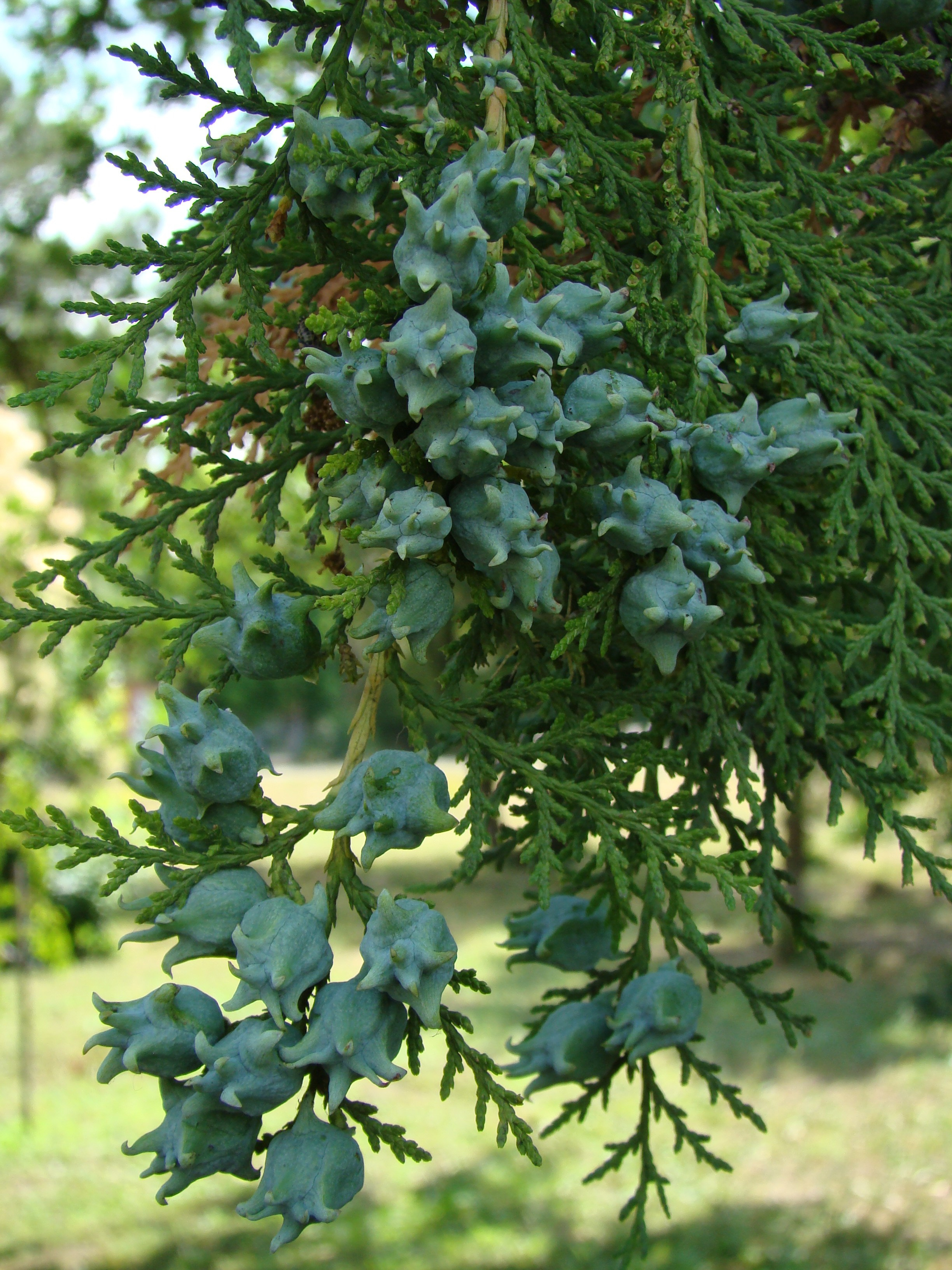 Кабардинка (фото Зевиных) 25.06-24.07.2008. Семейный, Свадебный фотограф СПБ Питер— Романова Екатерина