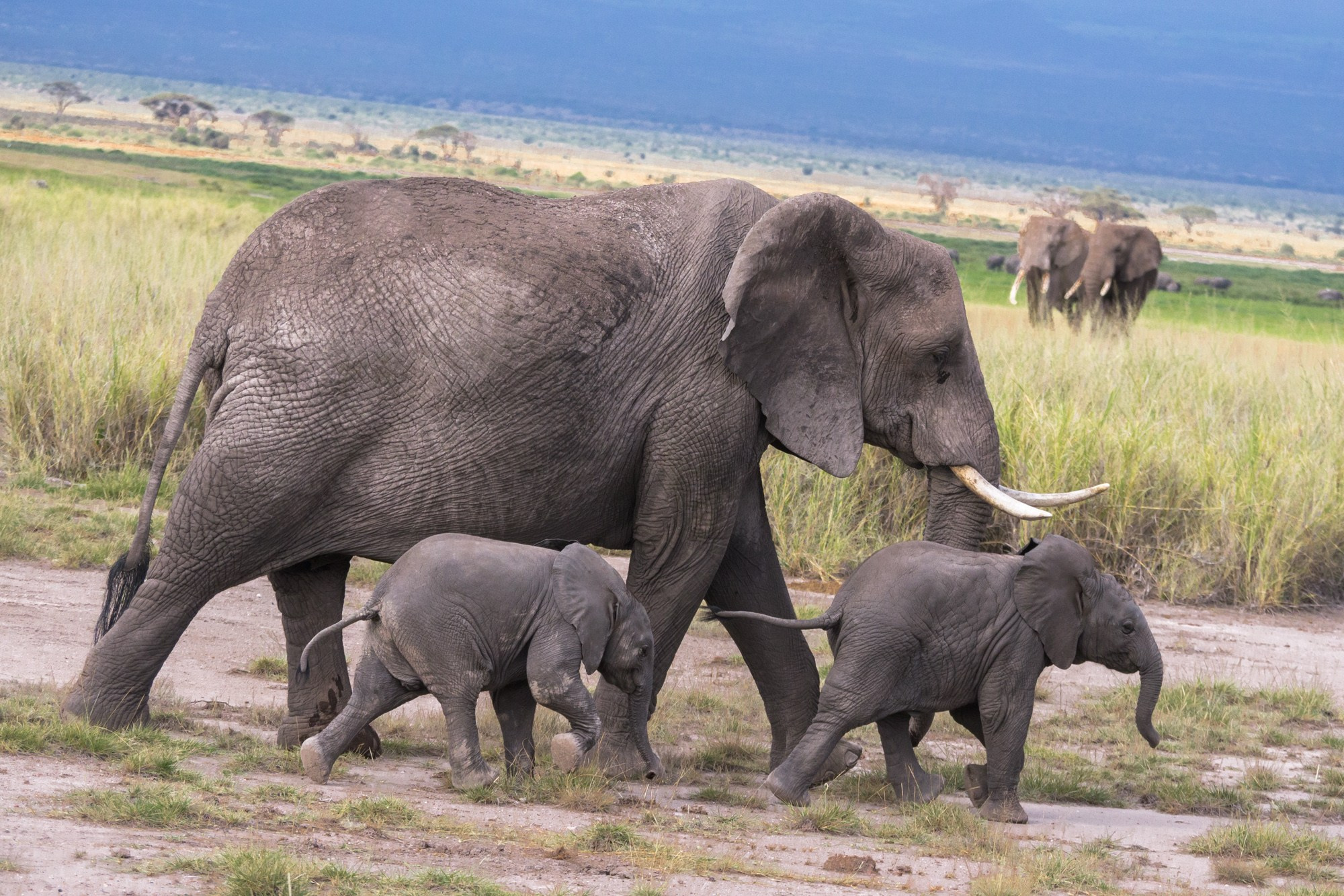Африка. Кения. Фотосъёмка животных в африканской саванне. Фотограф Алексей Скоробогатько