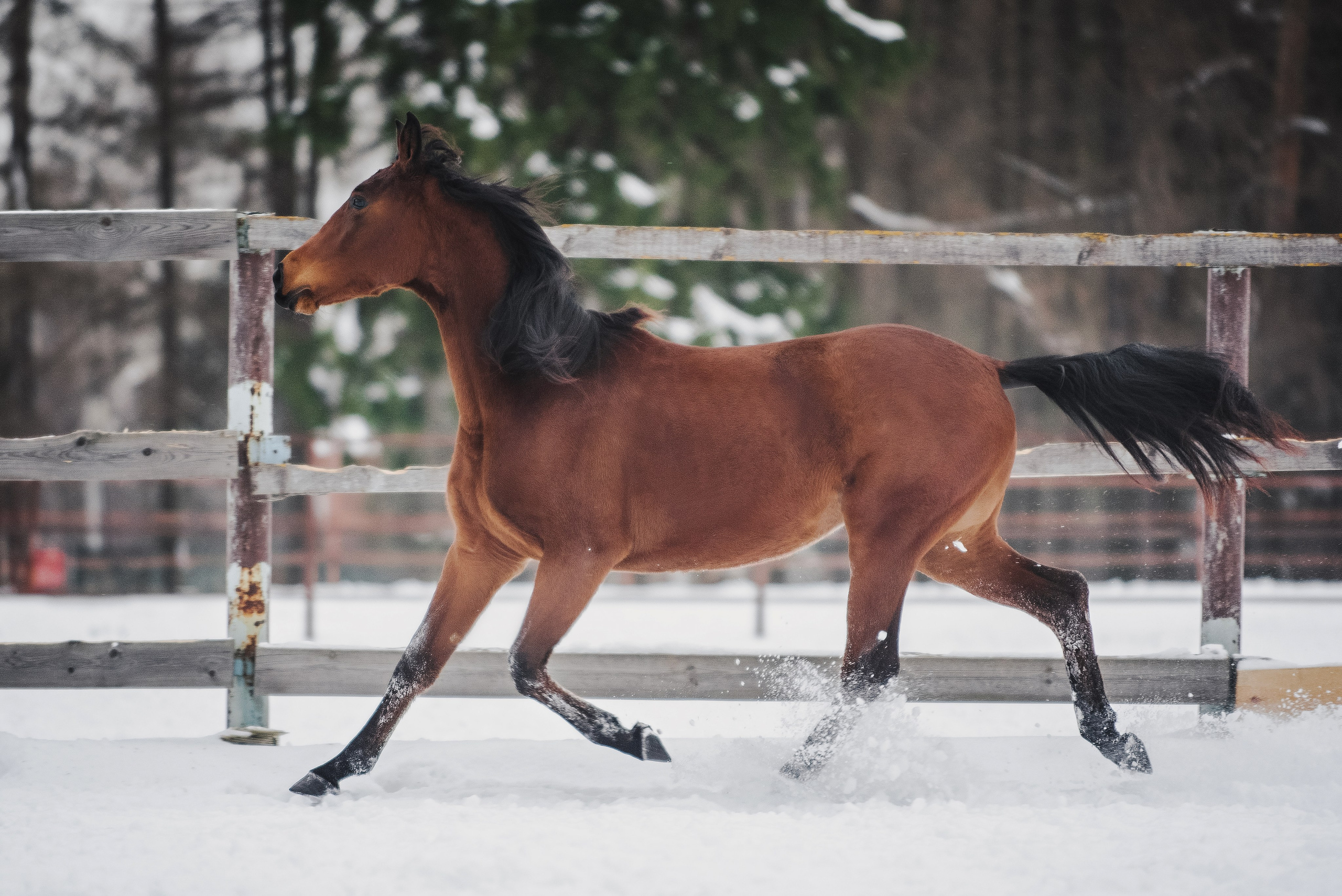 Дестини. Куракина Дарья • Конный фотограф