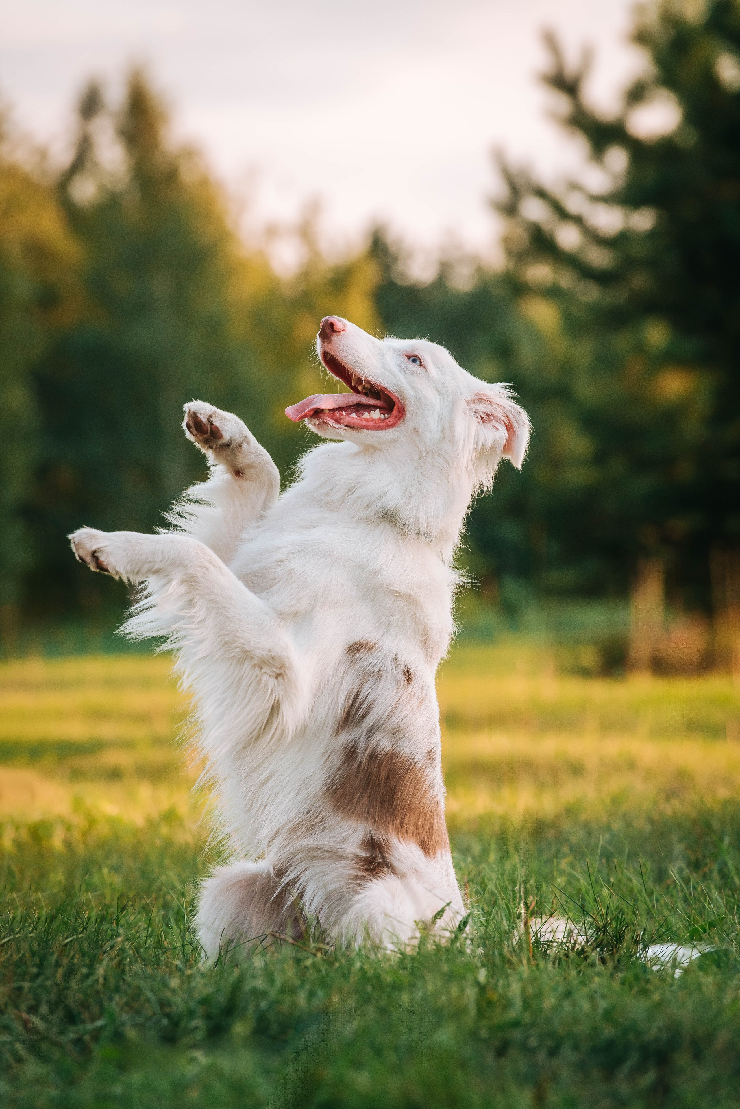 Лиза и Айви. Главная