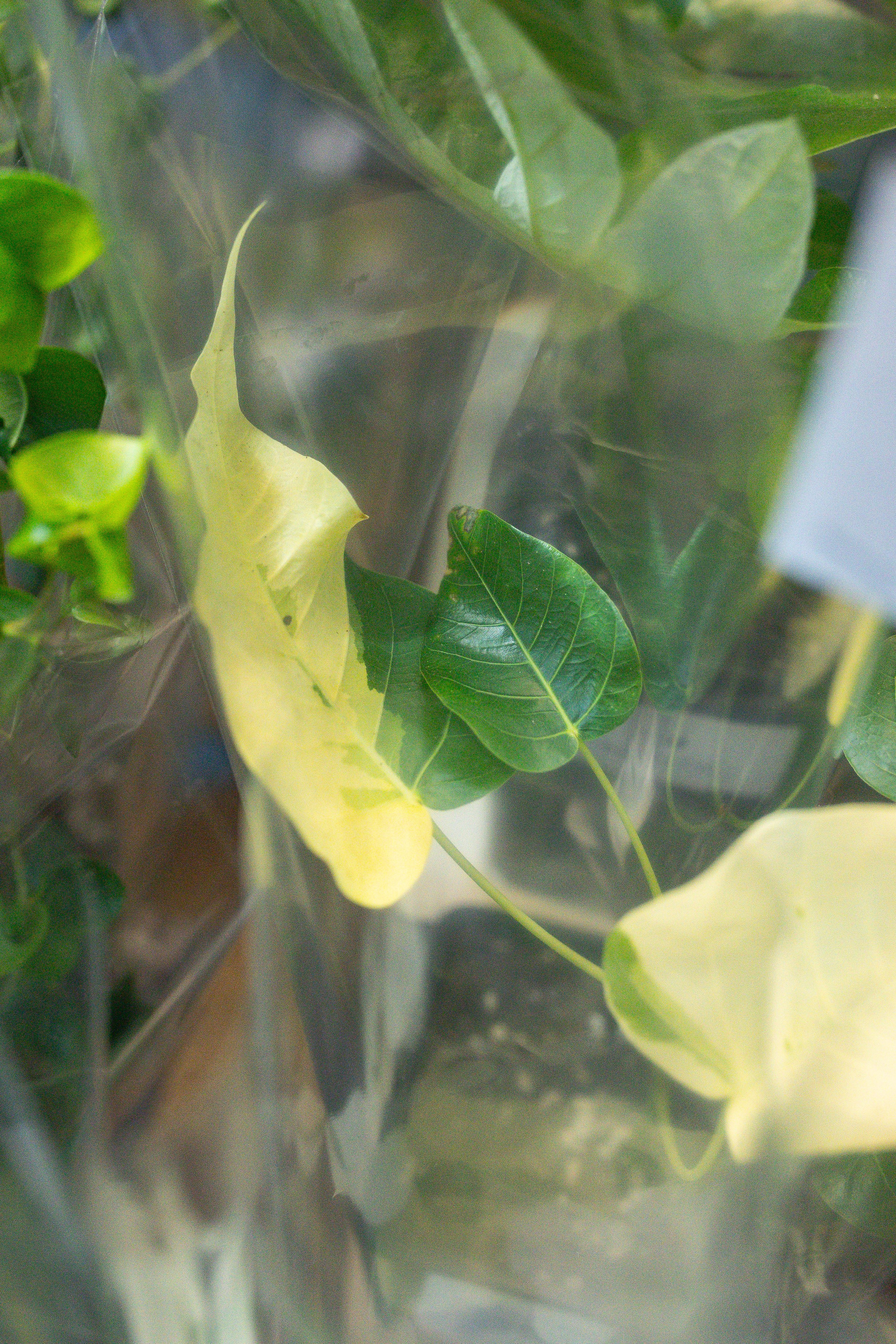 Growbox 5лет. Александра Куликова фотограф, Москва